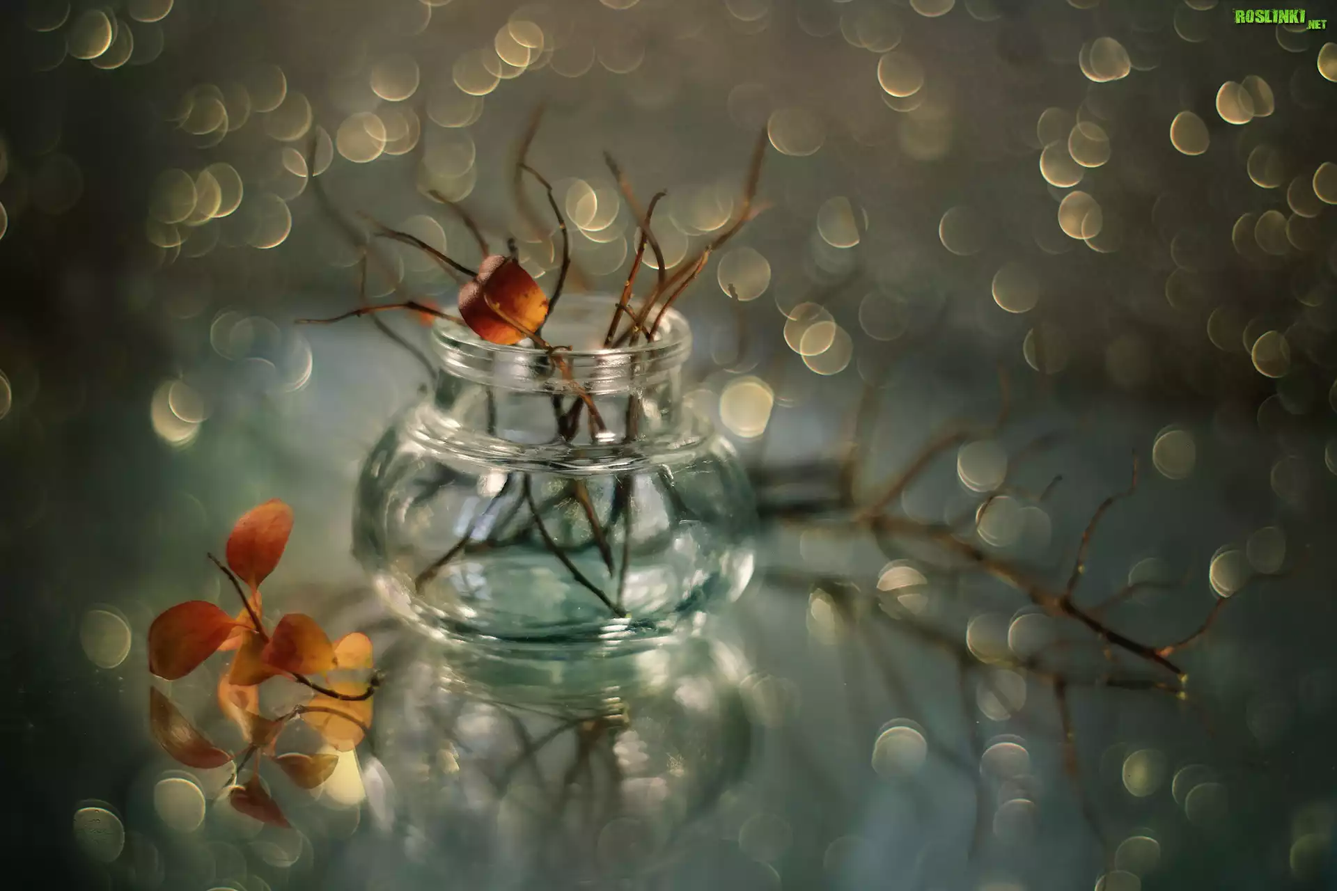 Suche, Gałązki, Wazonik, Bokeh, Listki