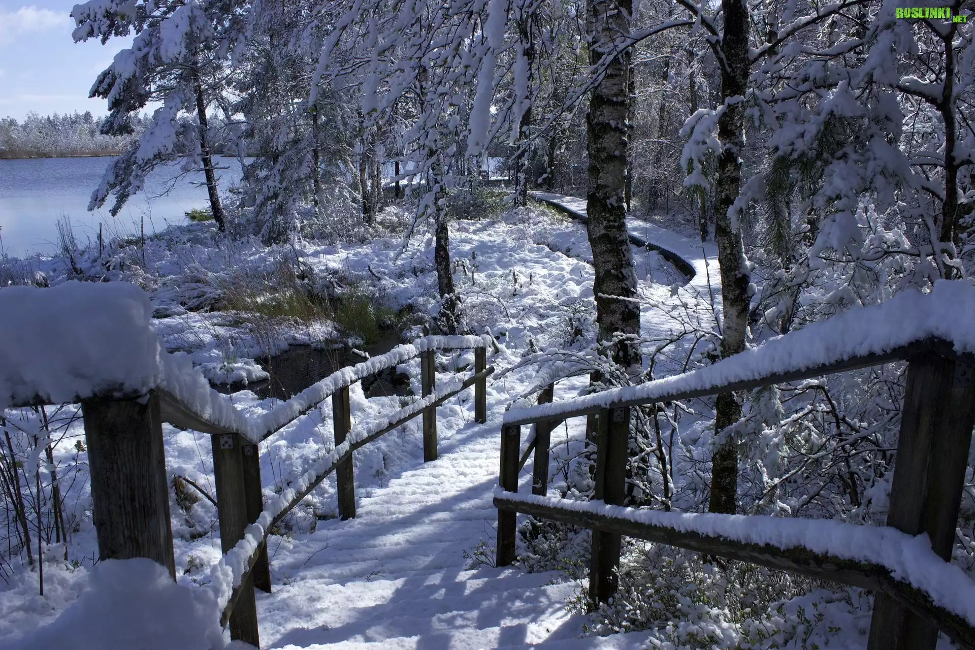 Zima, Śnieg, Las, Drzewa, Schody, Pomost, Rzeka, Przebijające światło