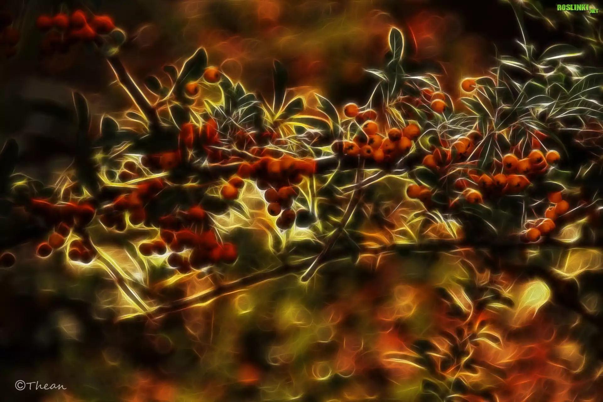Ognik Szkarłatny, Fractalius