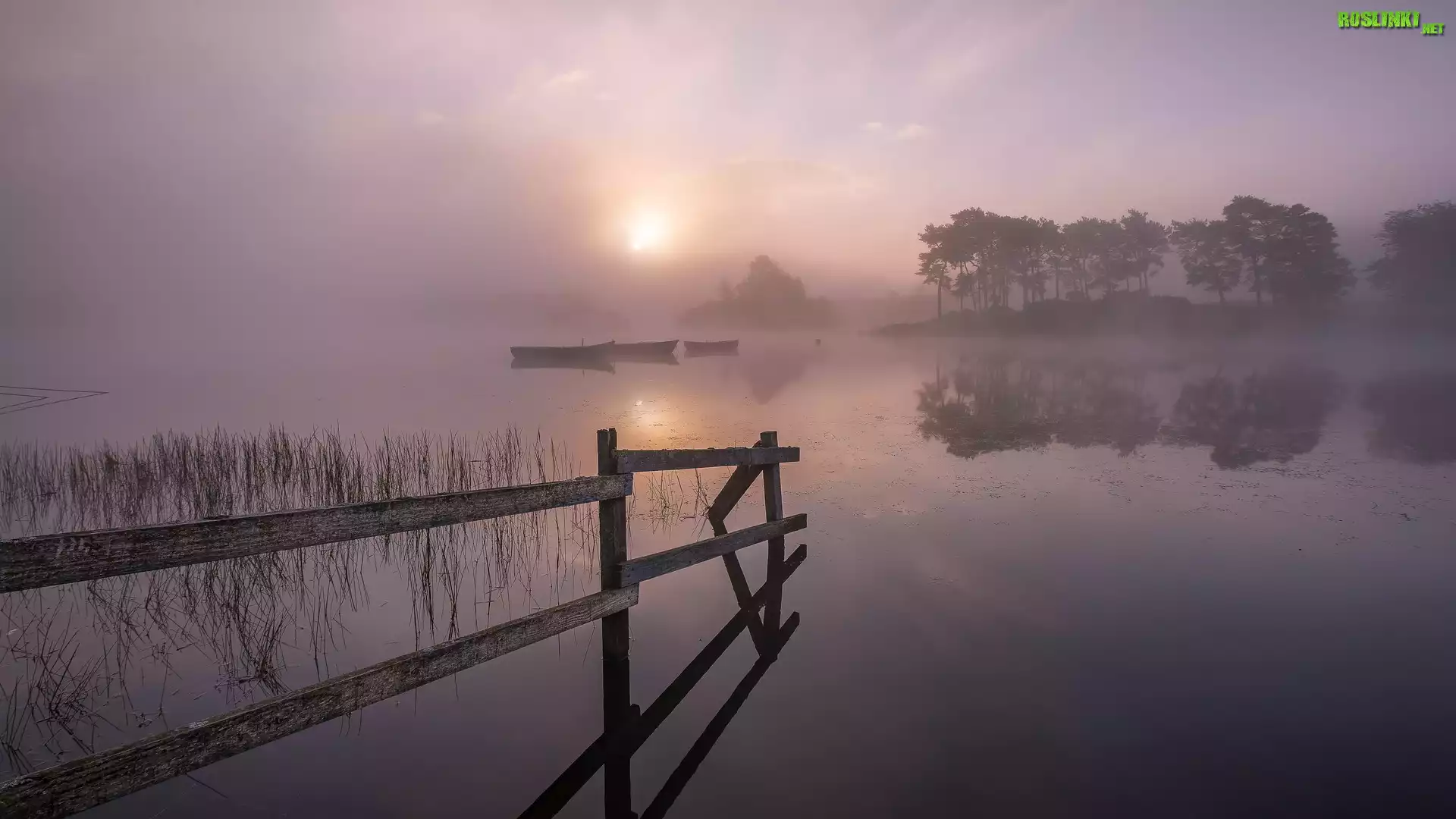 Jezioro, Knapps Loch, Drzewa, Wschód słońca, Łódki, Mgła, Szkocja