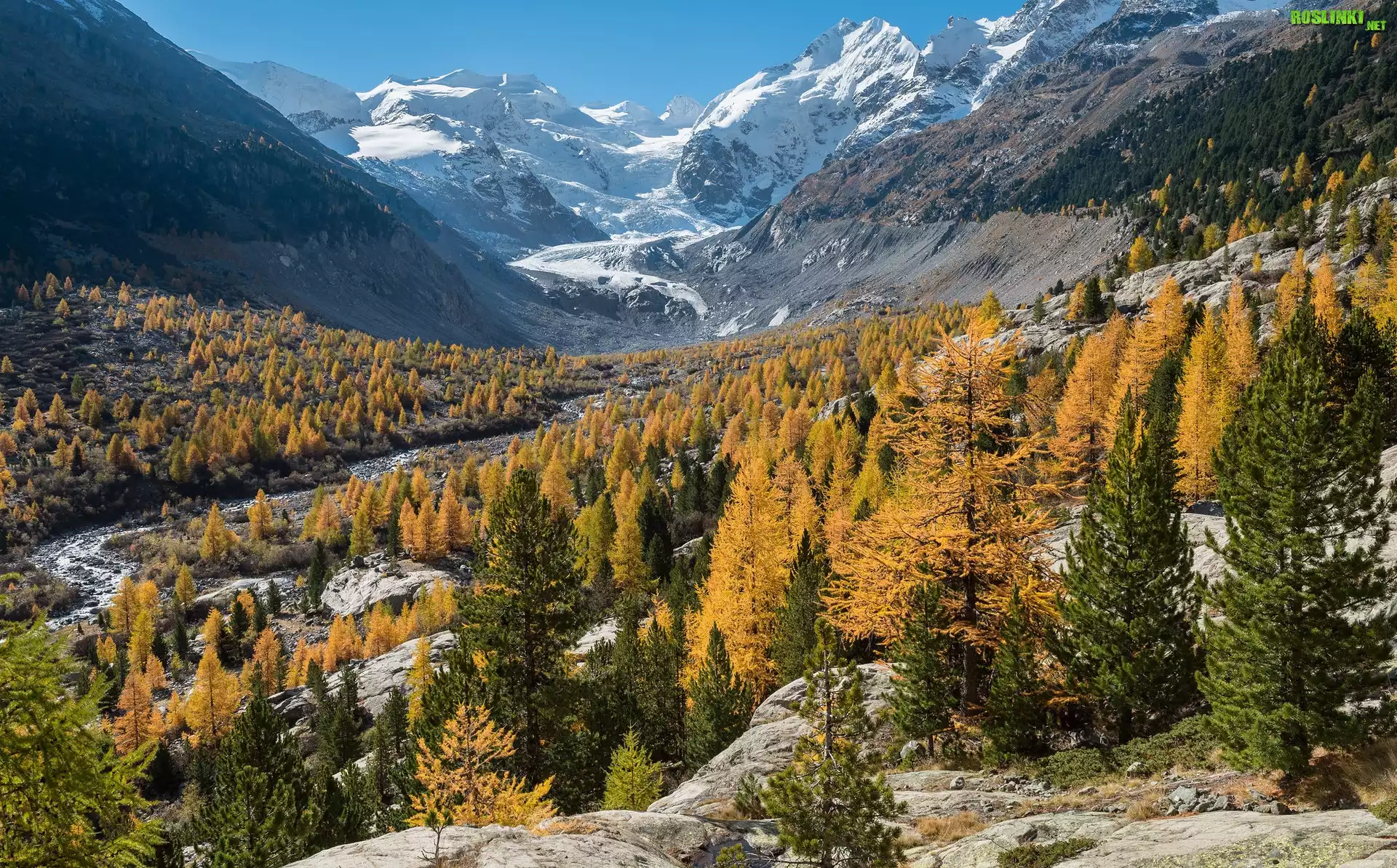 Jesień, Góry, Skały, Żółte, Drzewa, Lodowiec Morteratschgletscher, Kanton Gryzonia, Szwajcaria