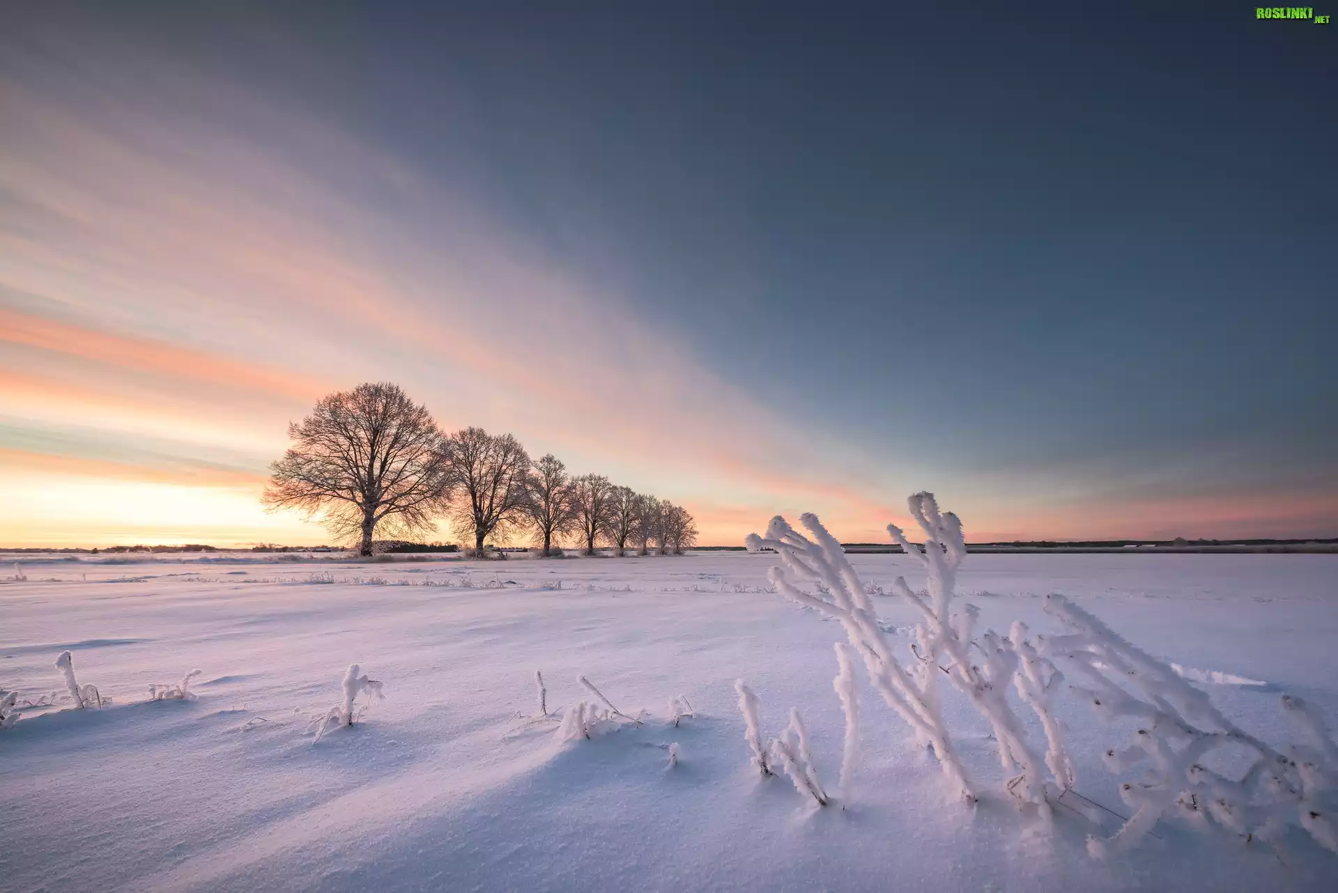 Szwecja, Hrabstwo Uppsala, Zima, Pole, Drzewa