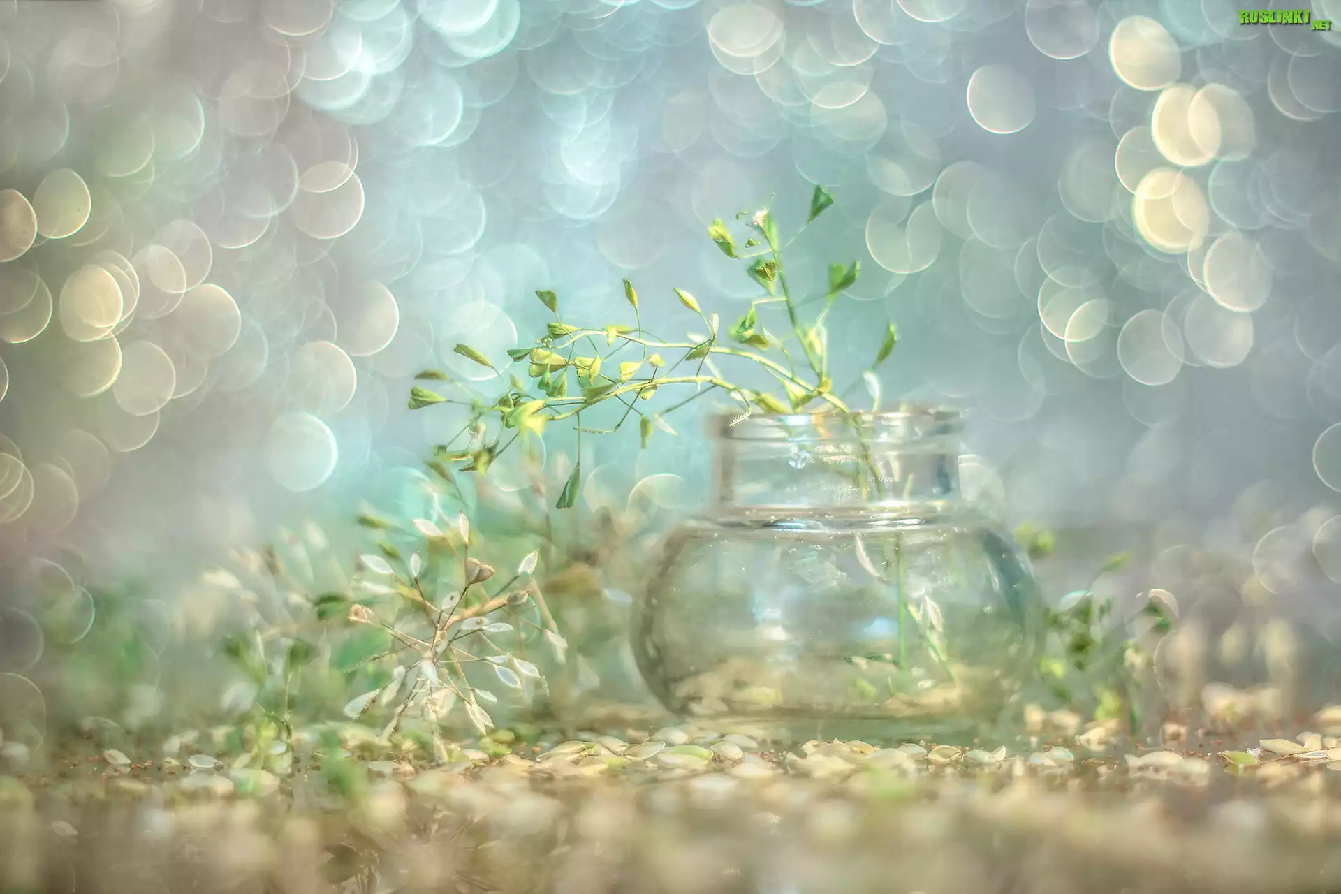 Tasznik pospolity, Rośliny, Wazonik, Bokeh