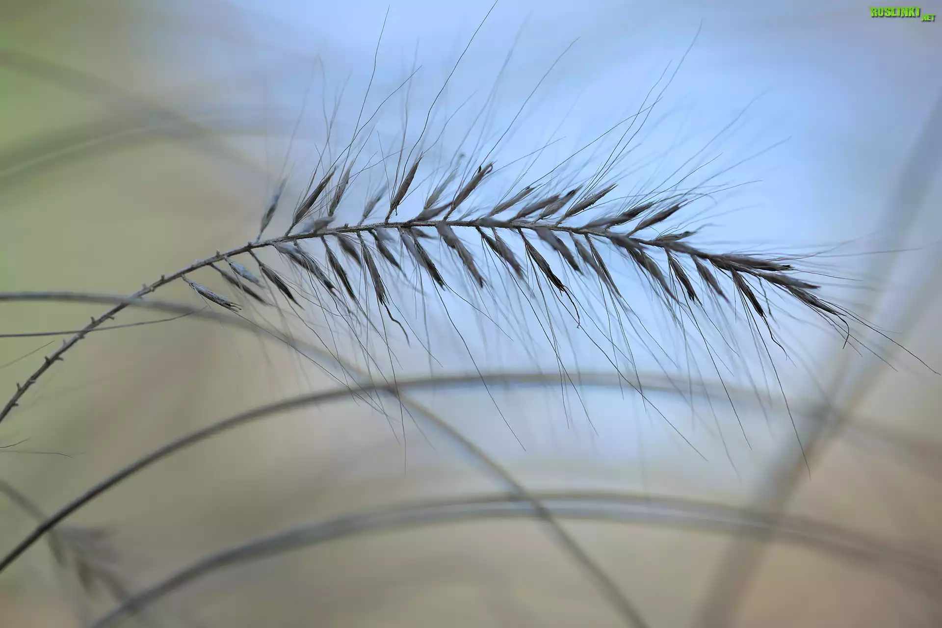 Źdźbło, Trawa, Makro
