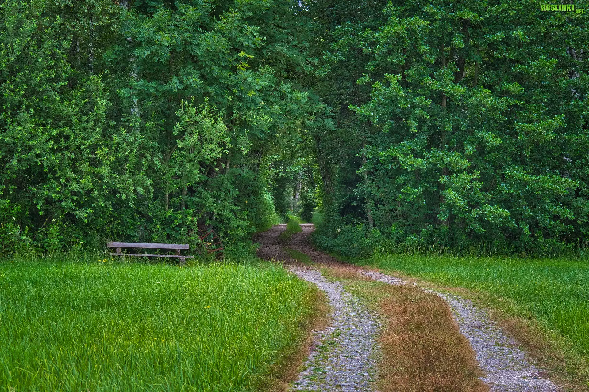 Ławka, Trawa, Las, Ścieżka, Drzewa