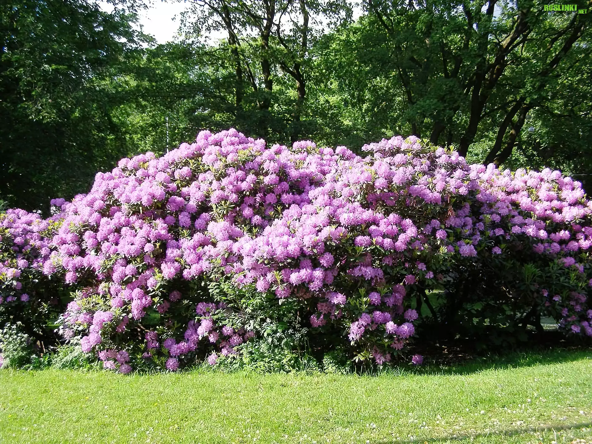 Rododendron, Trawa, Drzewa