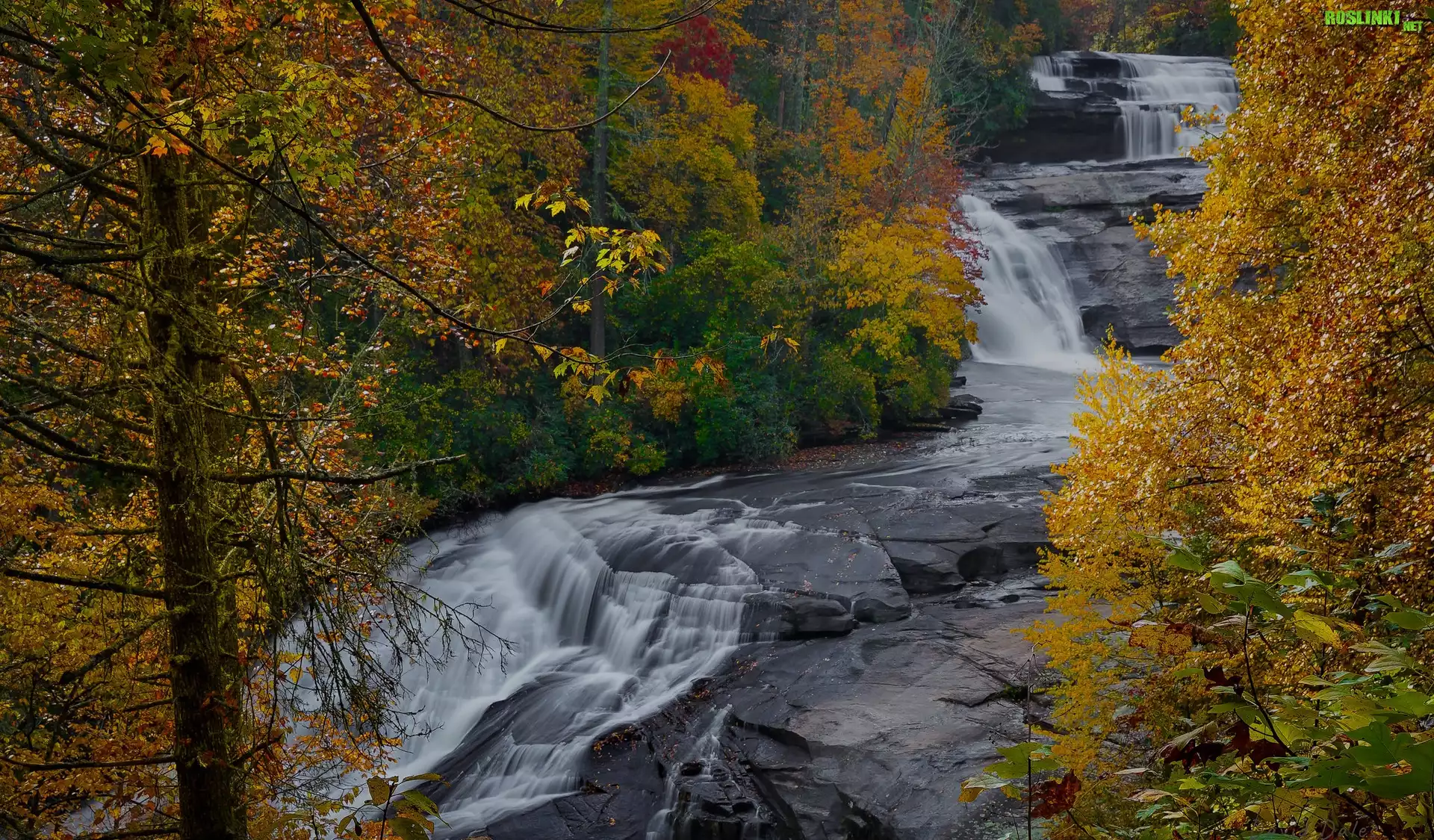Jesień, Żółte, Drzewa, Skały, Wodospad, Triple Falls, Rzeka, Little River, Las, DuPont State Forest, Karolina Północna, Stany Zjednoczone