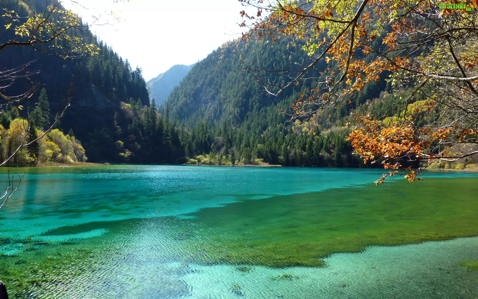Trkusowe, Jezioro, Góry, Lasy