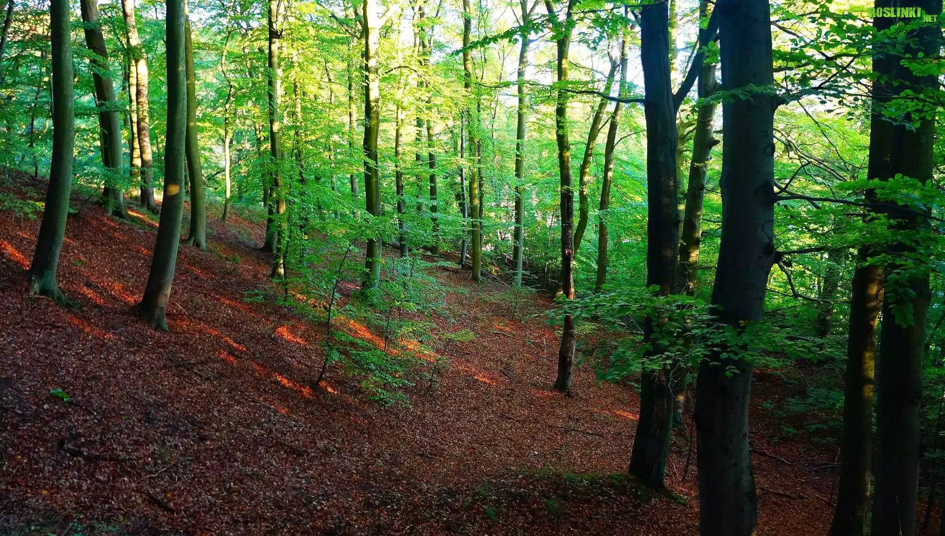 Polska, Gdańsk, Trójmiejski Park Krajobrazowy, Las Oliwski, Przyroda, Drzewa, Rośliny, Zieleń