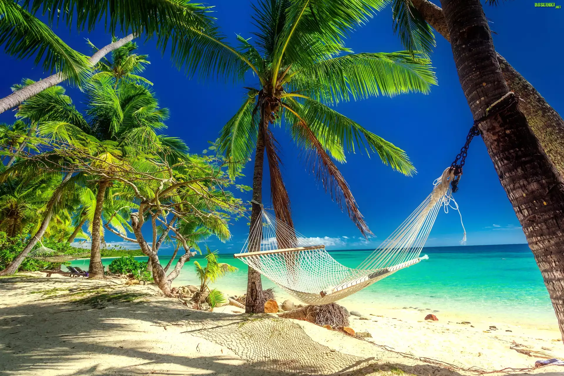 Tropikalna, Plaża, Palmy, Hamak, Morze, Lato