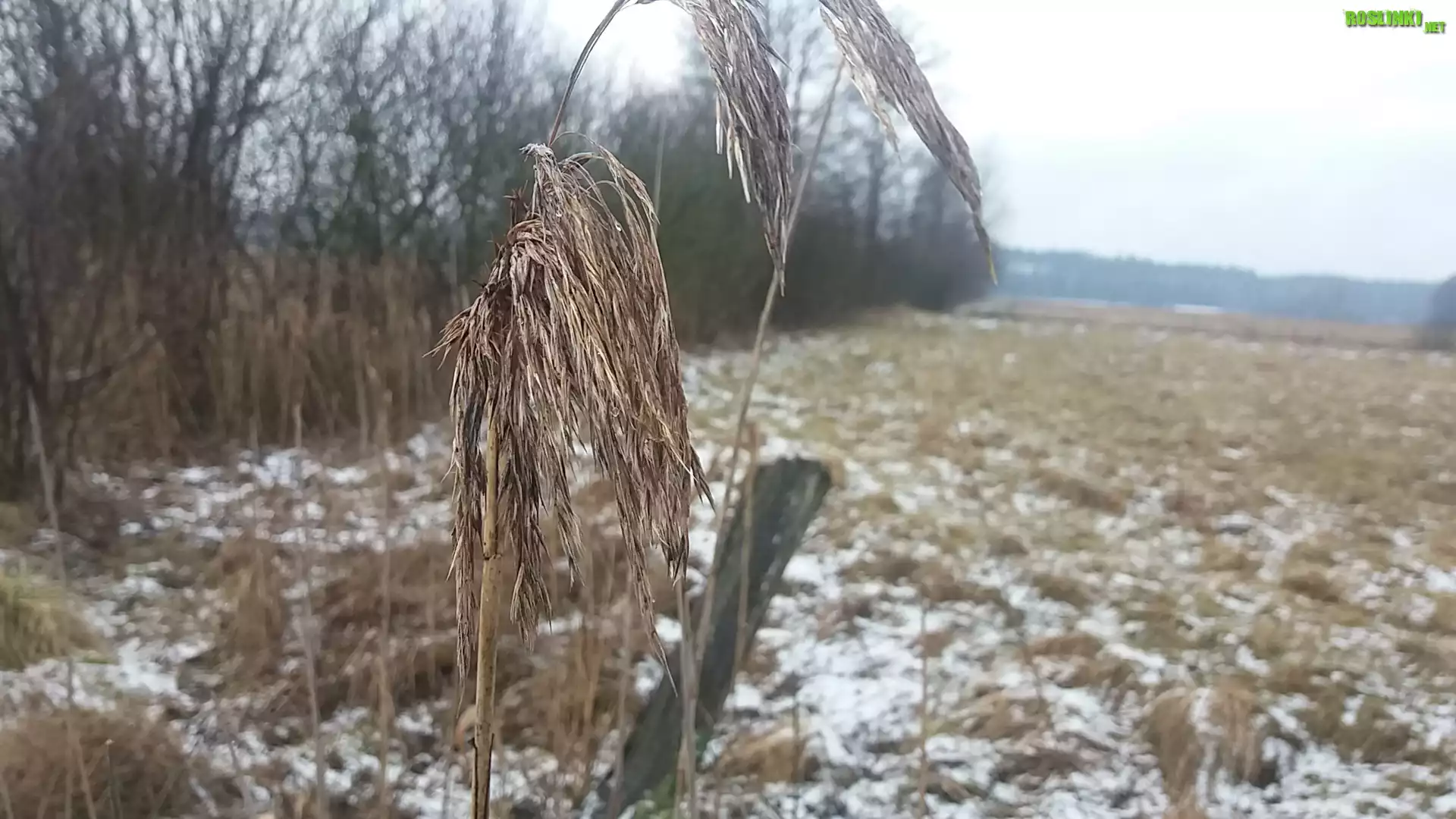 Trzcina, Pole