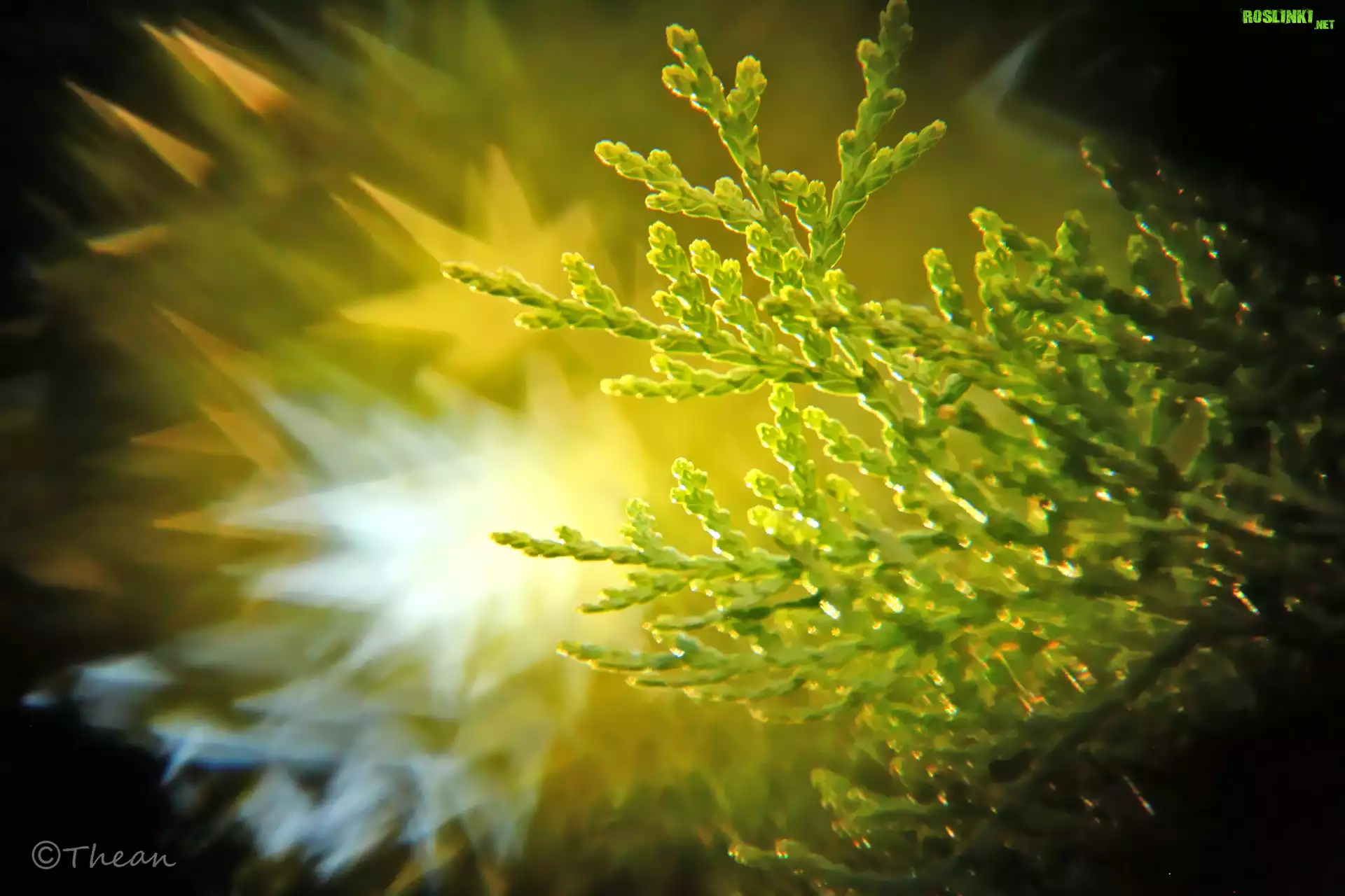 Tuja, Bokeh