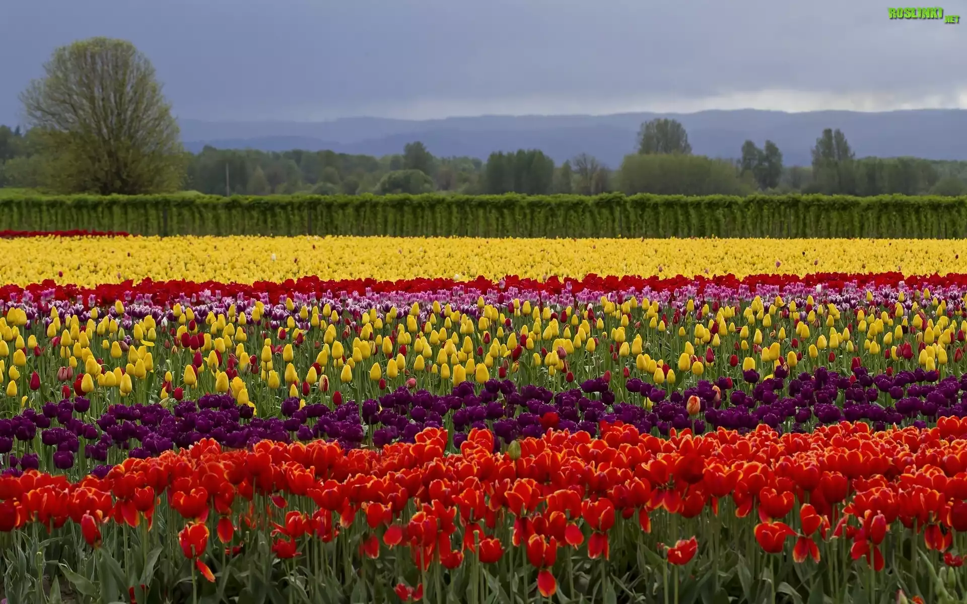 Kolorowe, Tulipany, Drzewa