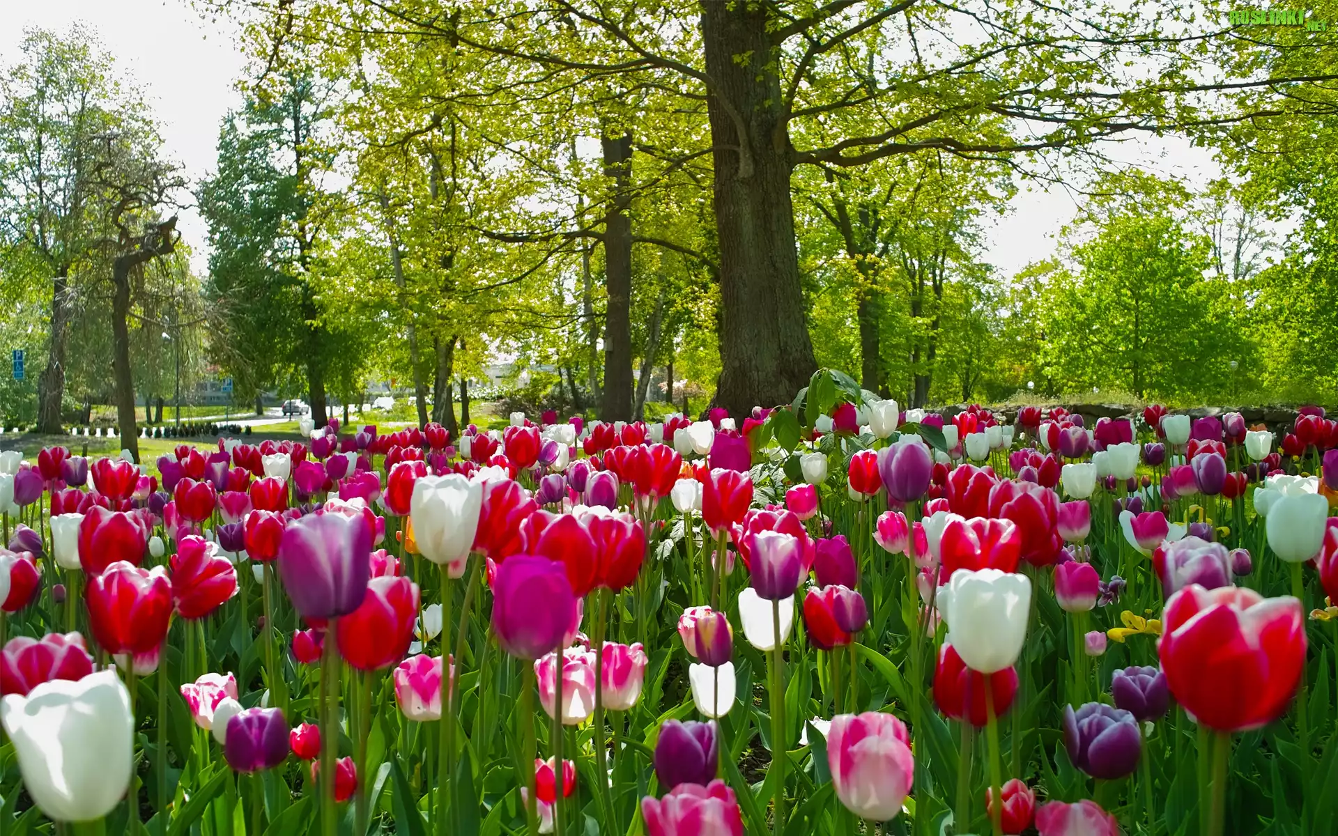 Park, Tulipany, Drzewa