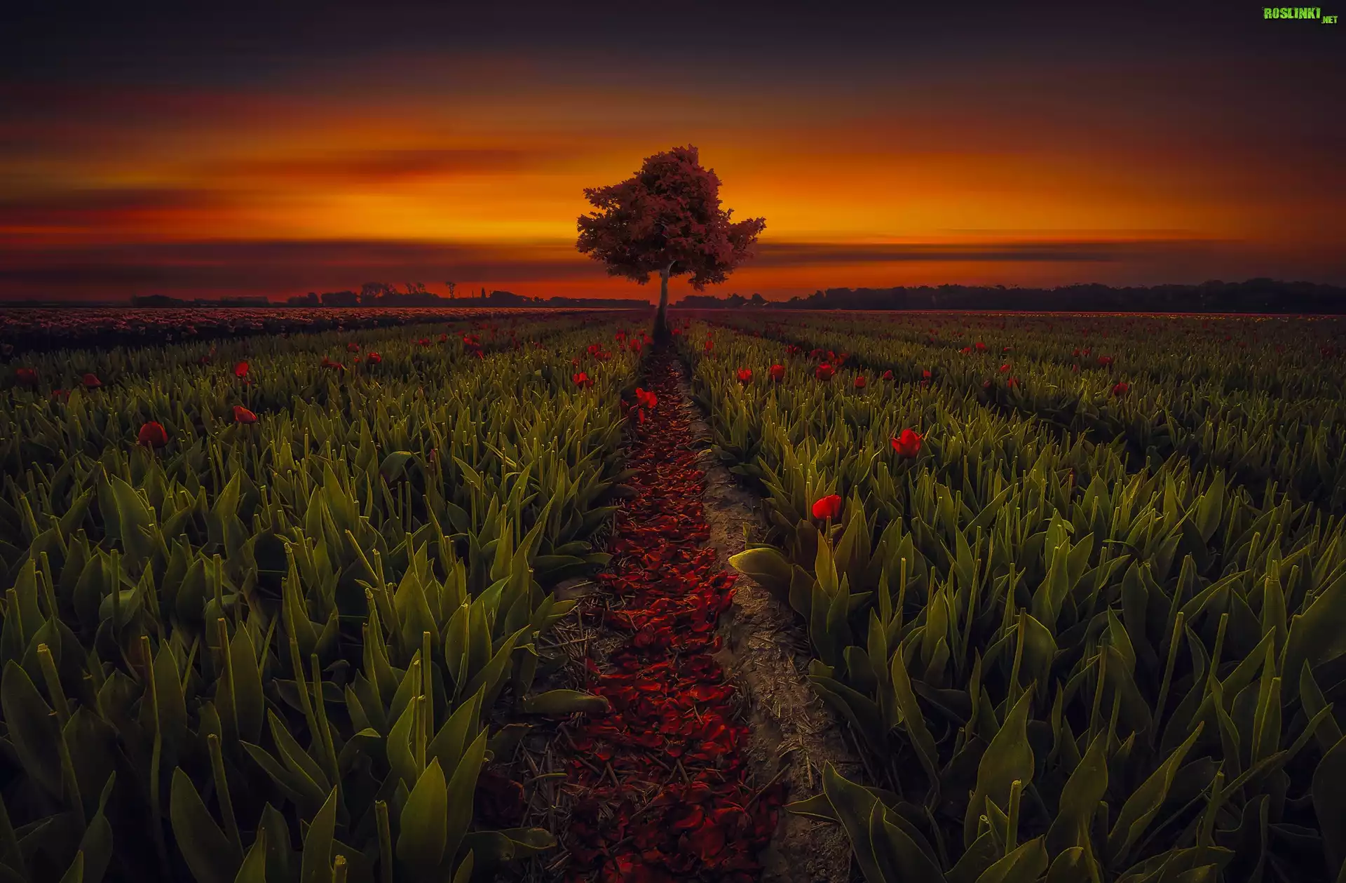 Pole, Tulipany, Drzewo