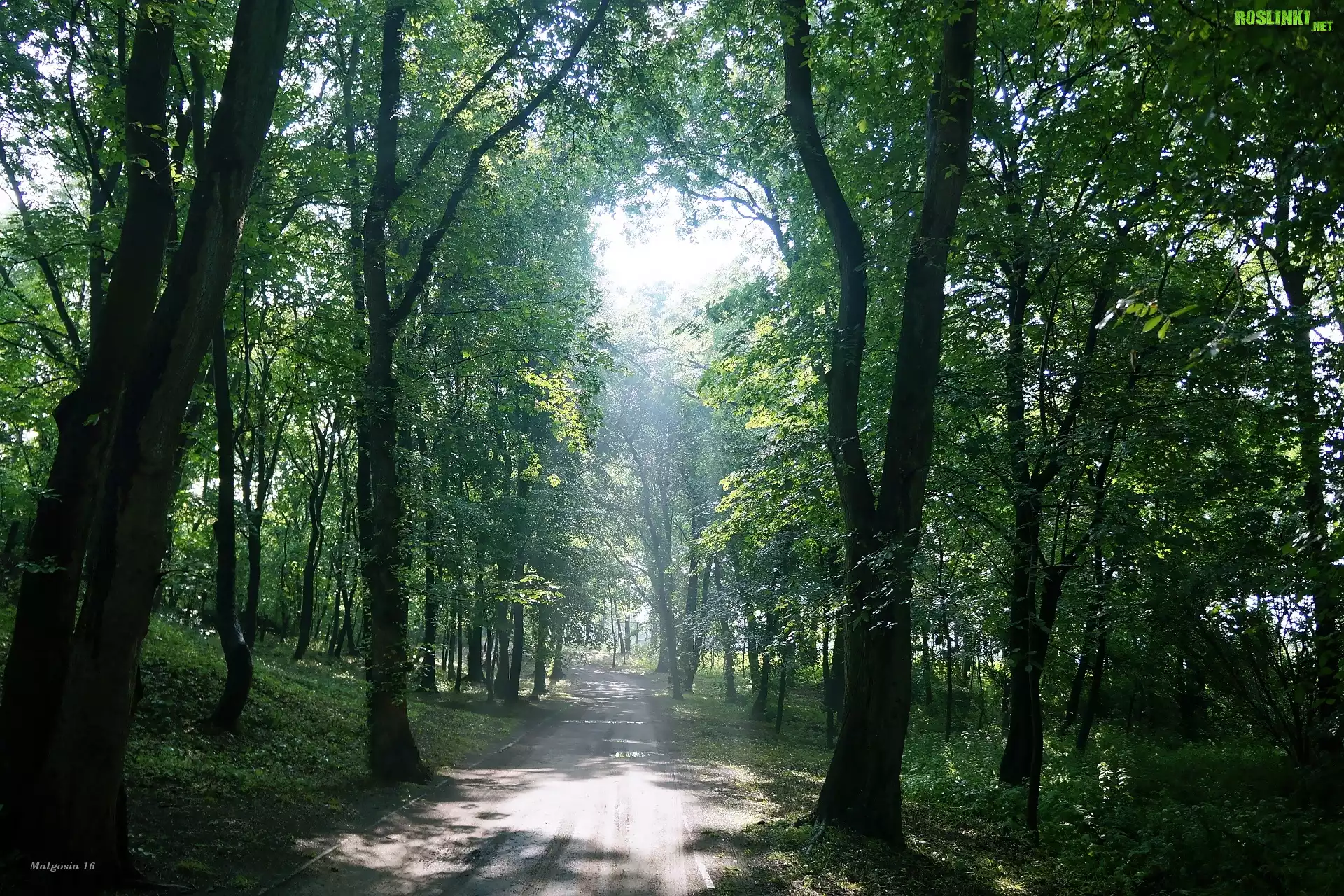 Uliczka, Park