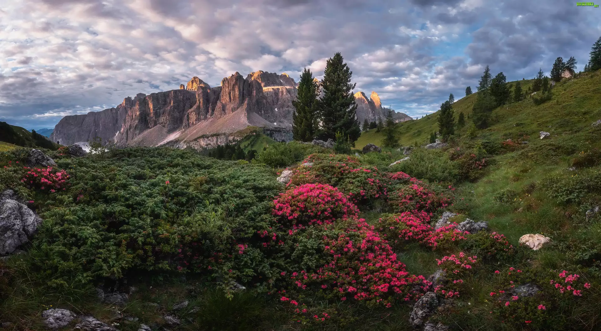 Dolina Van Gardena, Góry, Dolomity, Włochy, Różaneczniki, Drzewa