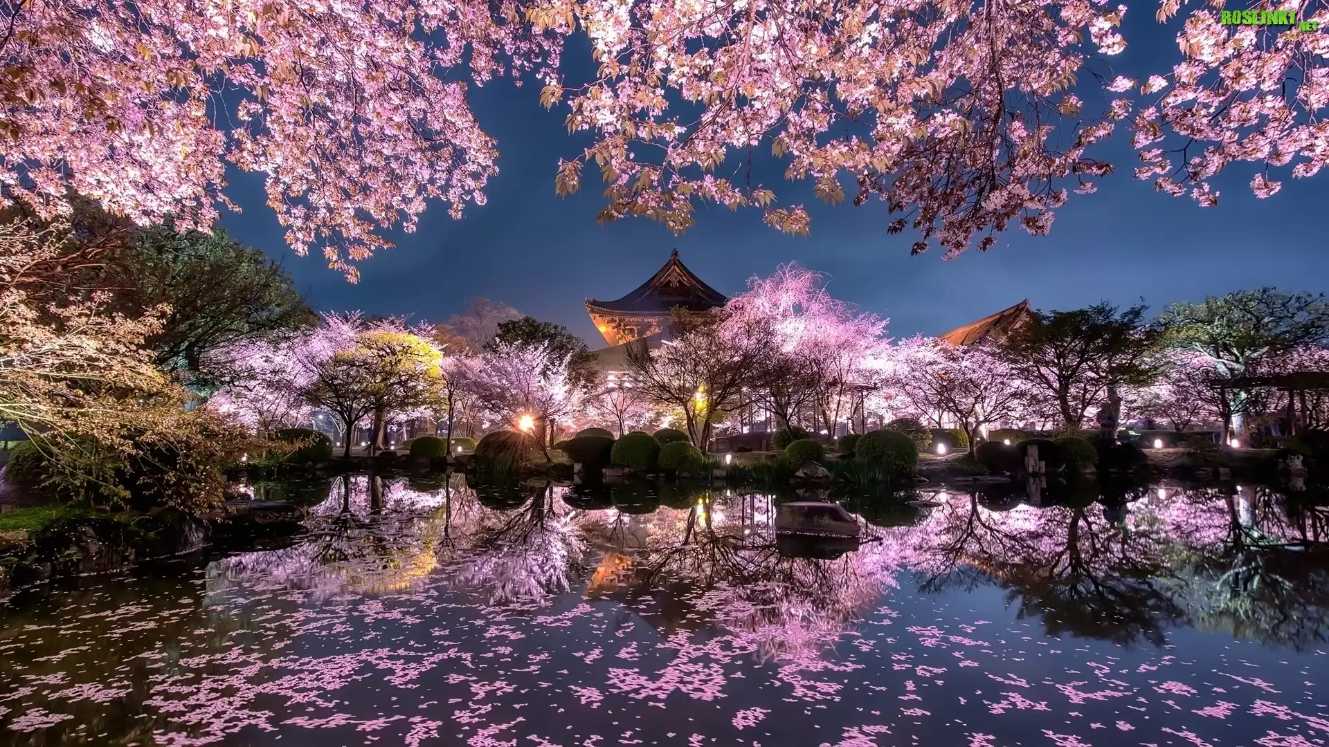 Ogród japoński, Staw, Kwitnące, Drzewa, Wiśnie, Wiosna, Budowle, Wieczór