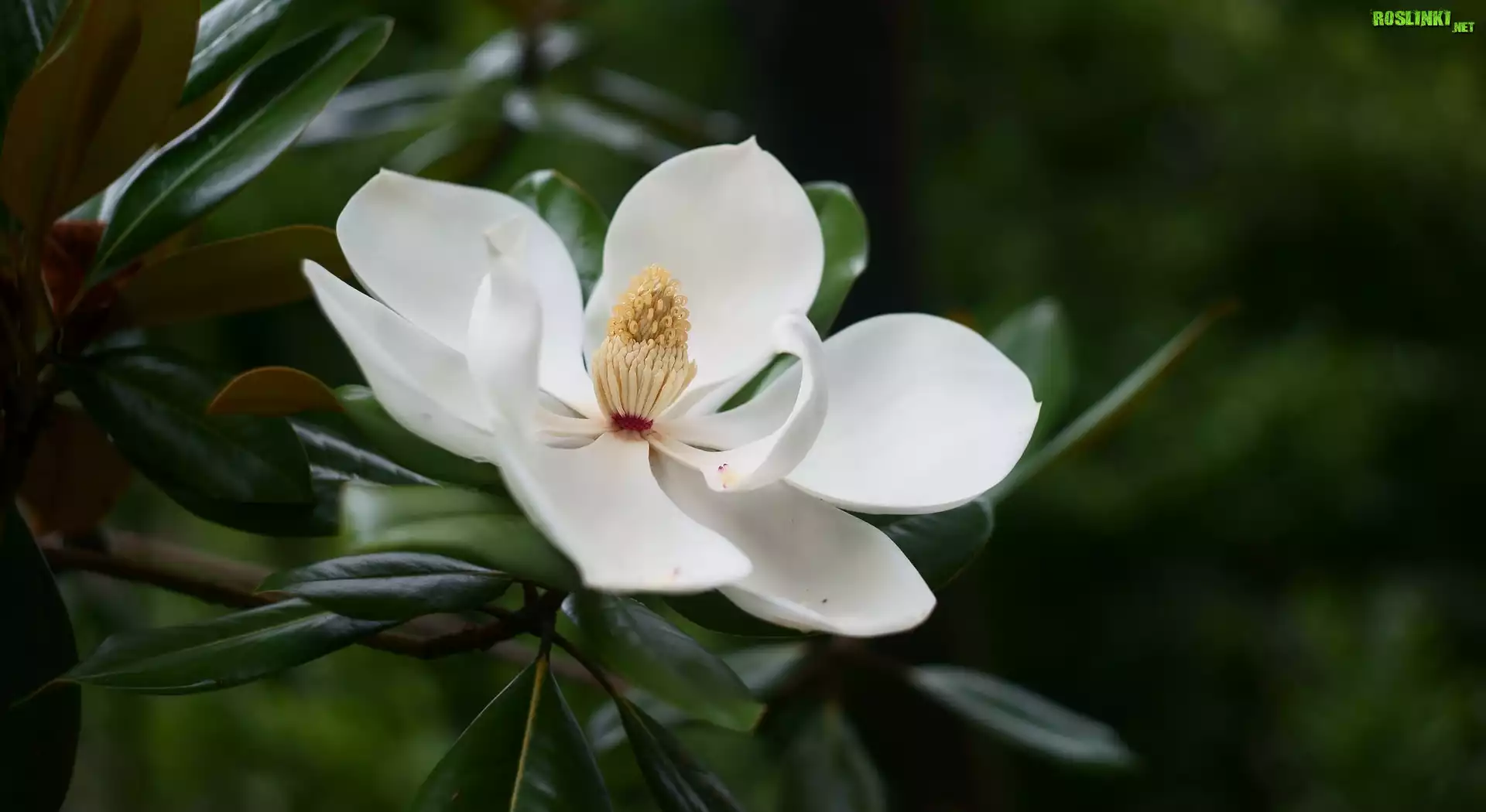 Magnolia wielkokwiatowa, Biała, Rozwinięta, Pręciki, Gałązka, Liście