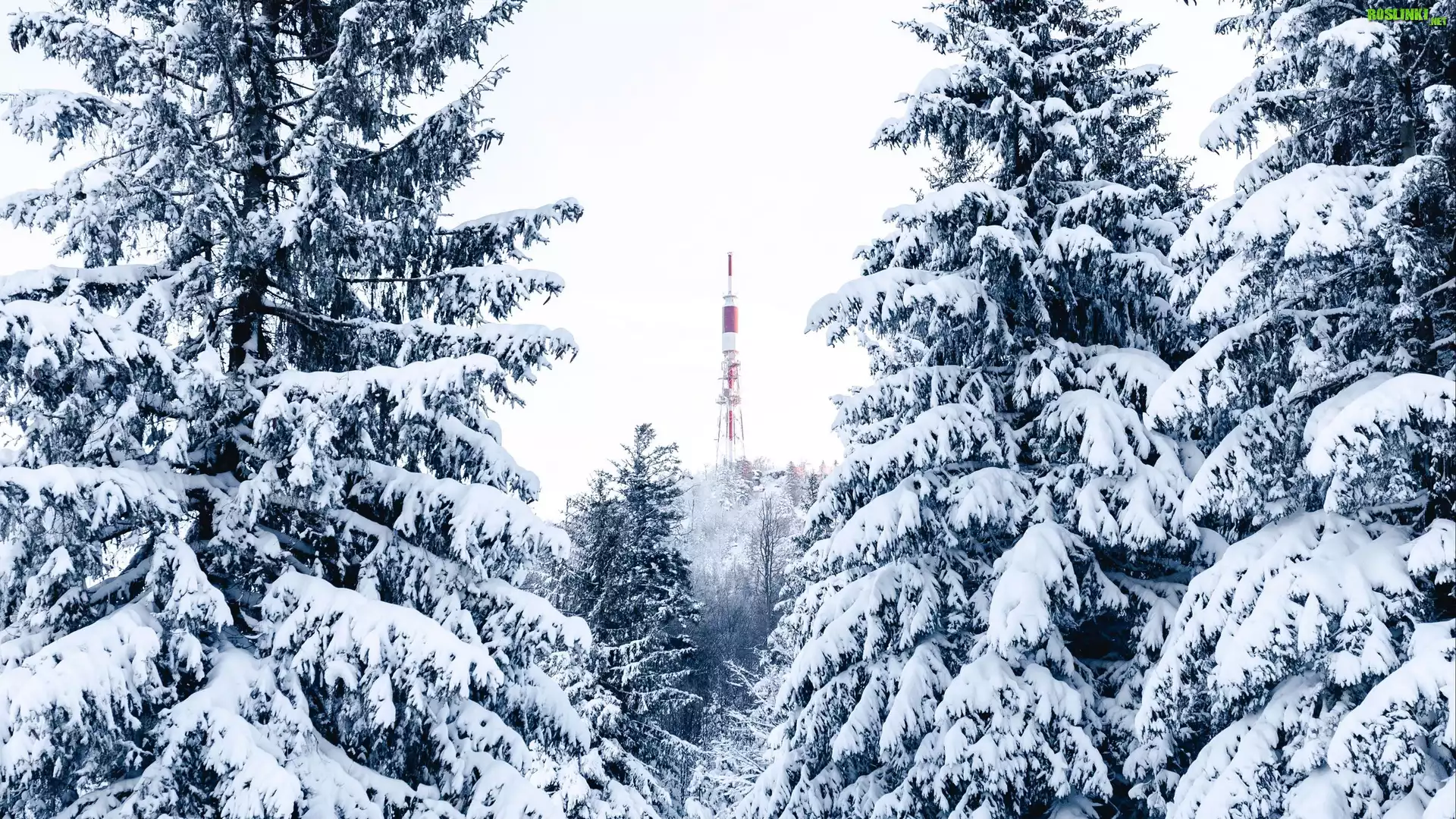 Świerk, Śnieg, Drzewa, Wieża, Zima