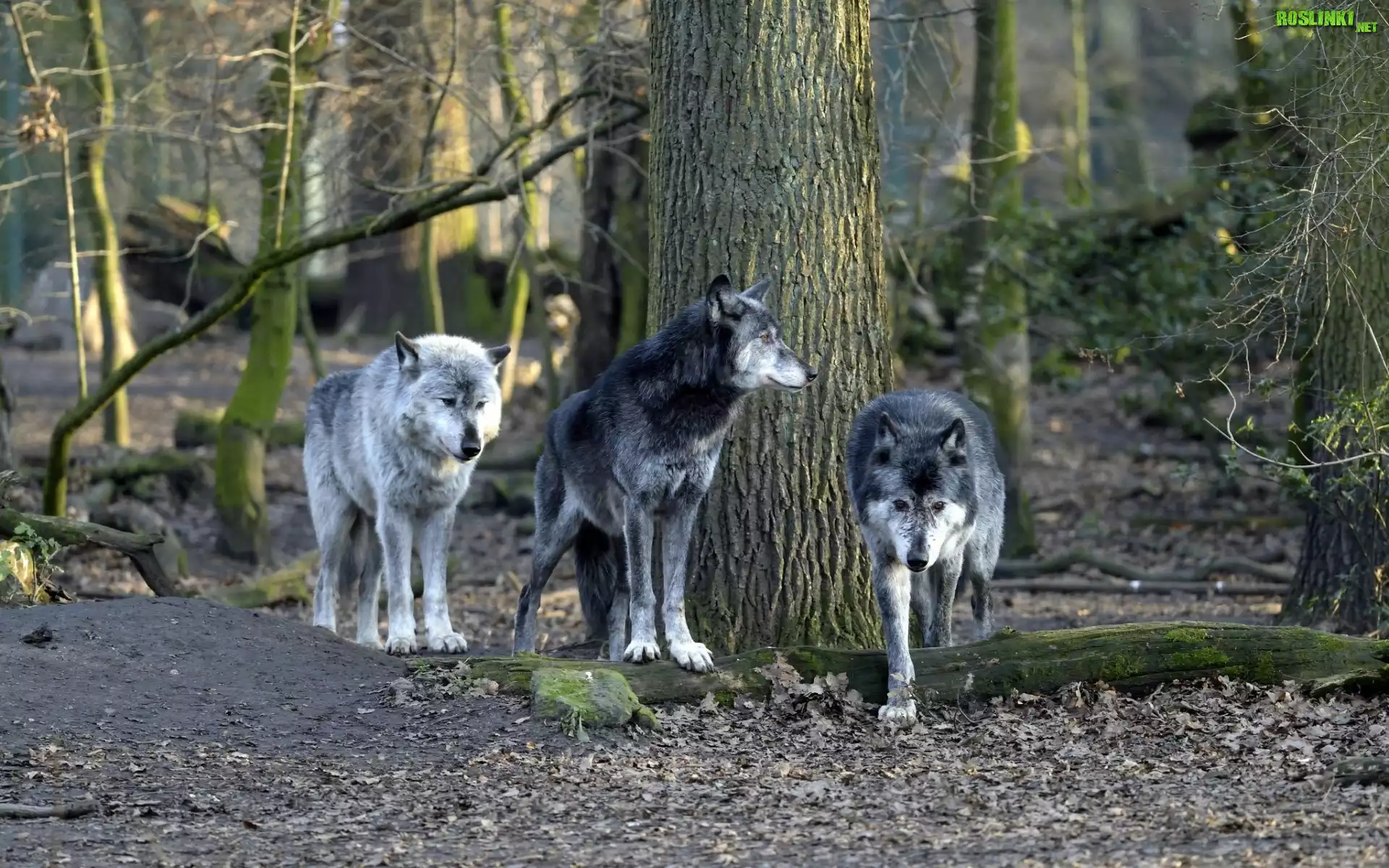 Wilki, Las, Drzewa, Jesień