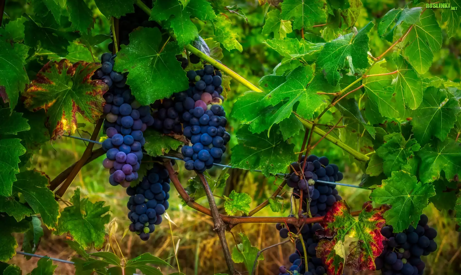 Ciemne, Winogrona, Liście