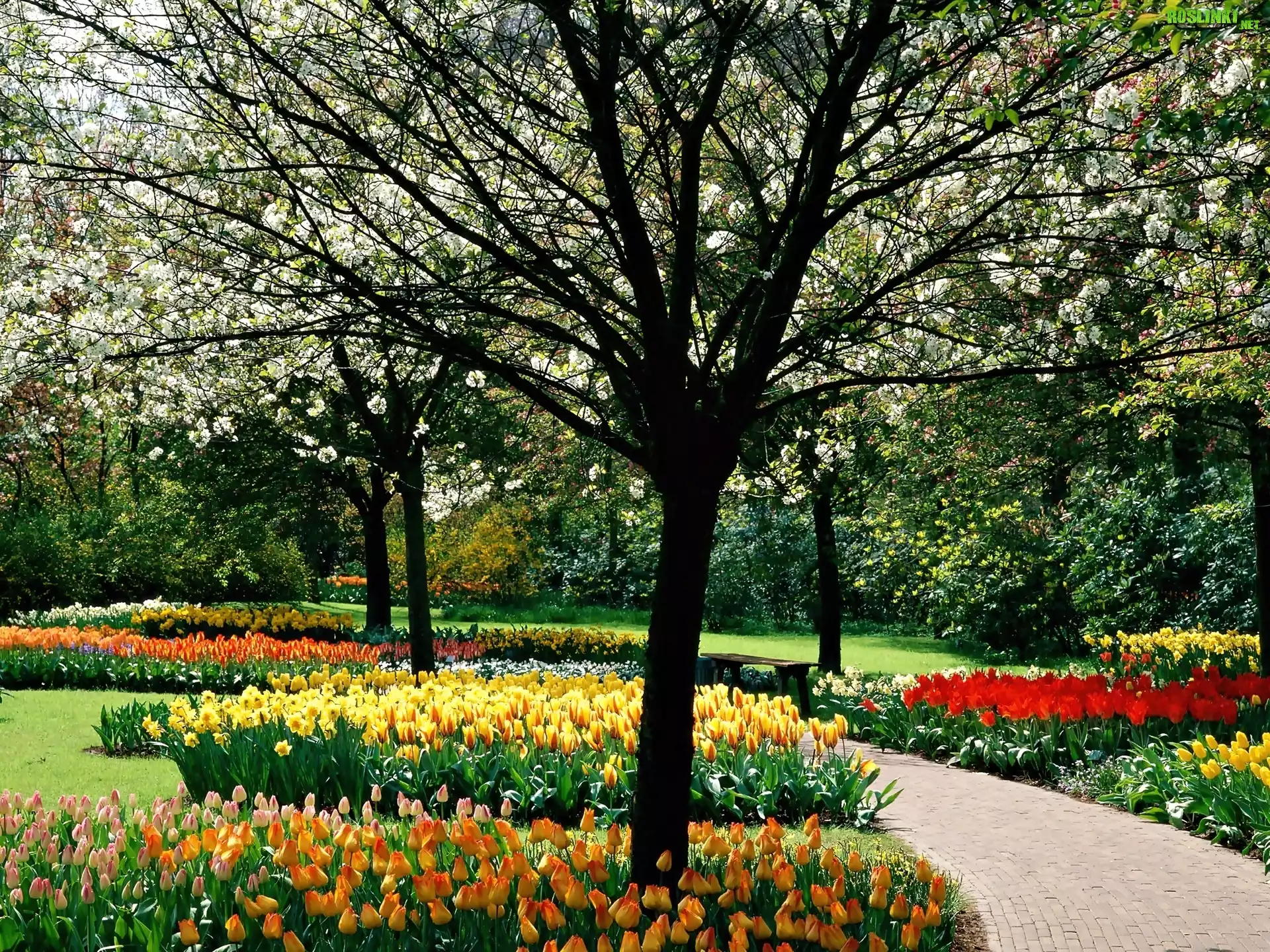Wiosenny, Park, KwitnÄ…ce, Drzewa, Kolorowe, Tulipany