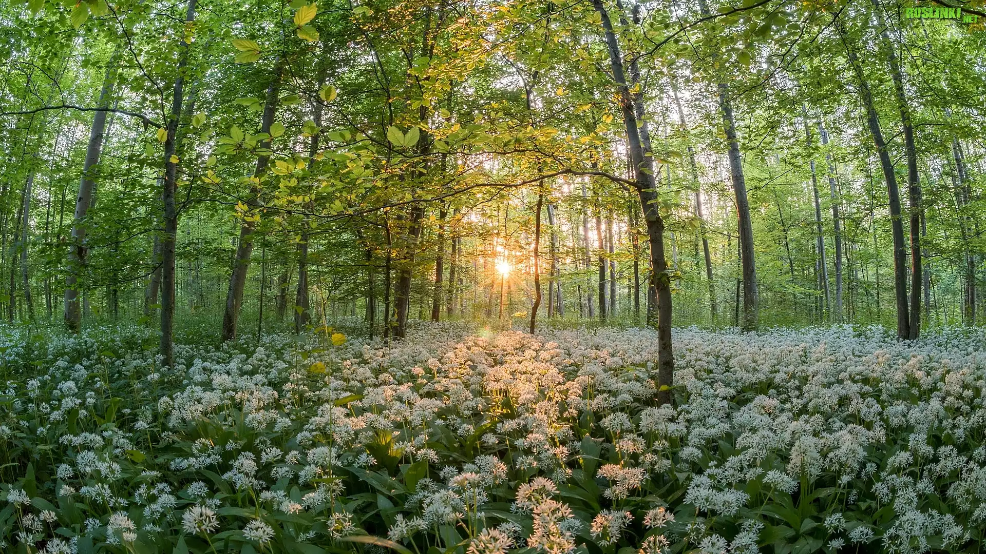 Las, Liściasty, Drzewa, Promienie słońca, Kwitnący, Czosnek niedźwiedzi, Wiosna