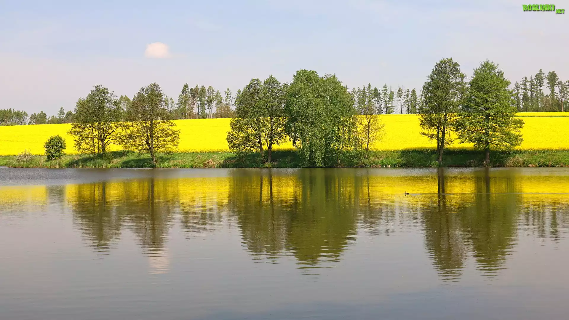 Jezioro, Drzewa, Rzepak, Wiosna