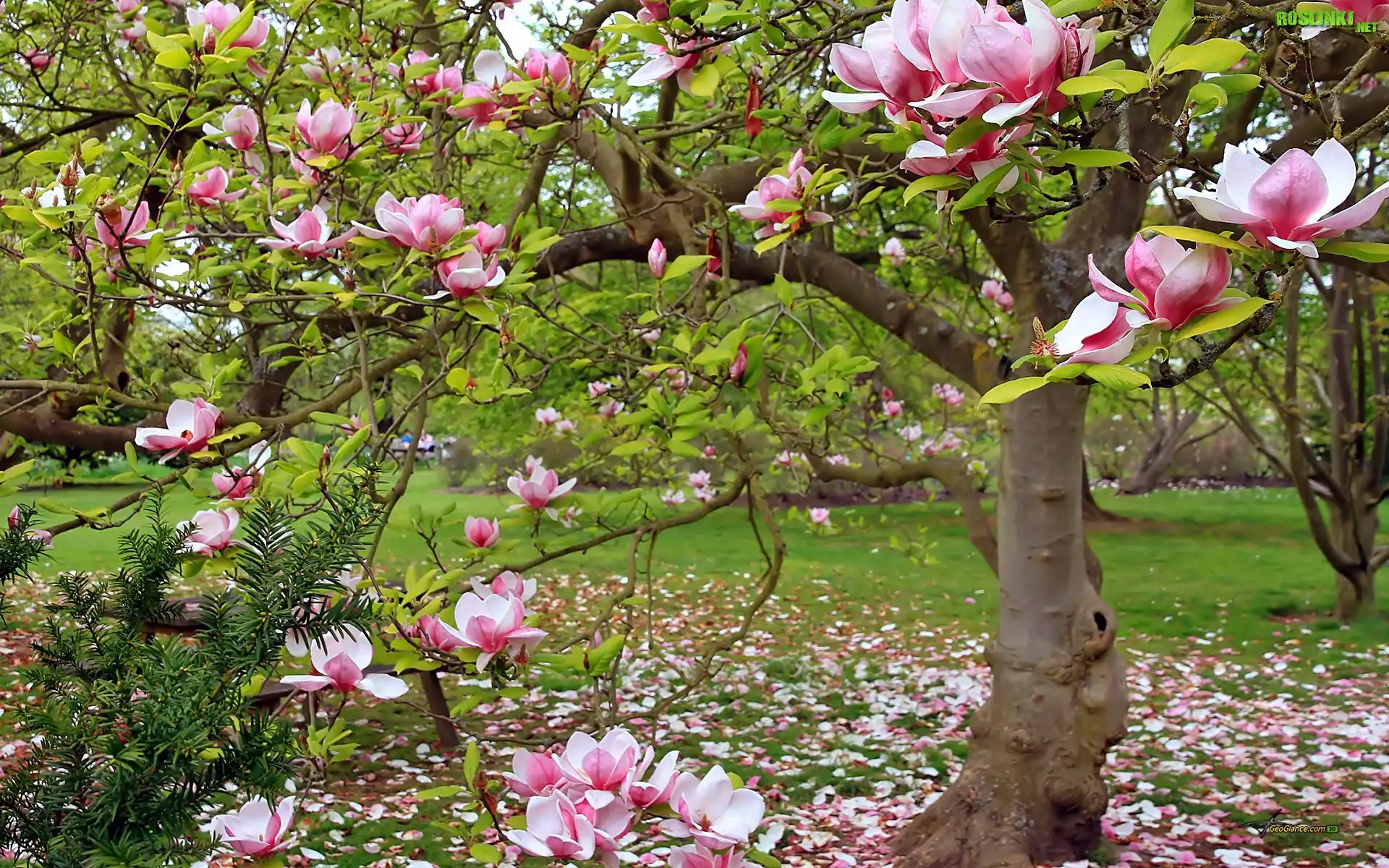 Wiosna, Park, KwitnÄ…ca, Magnolia