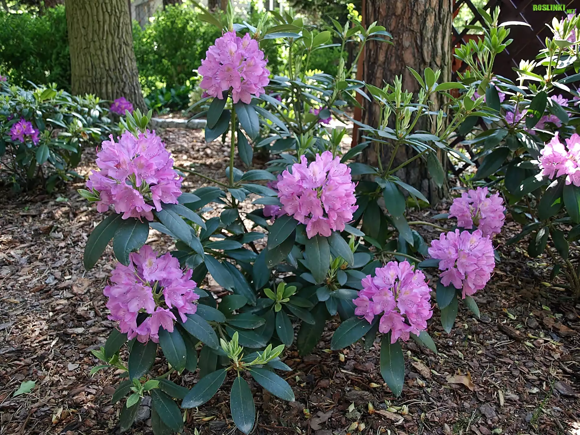 Wiosna, Park, KwitnÄ…cy, Rododendron