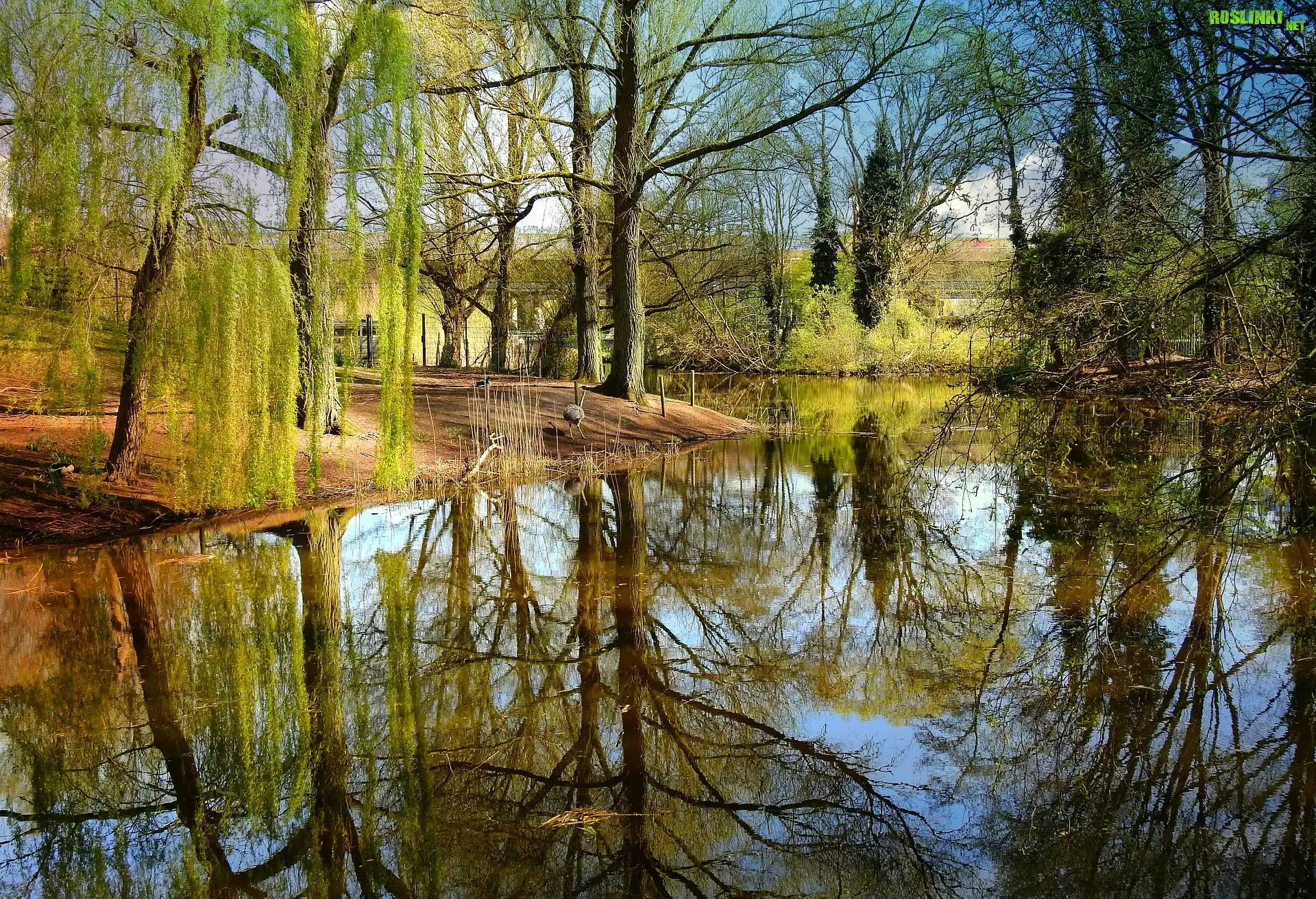 Staw, Odbicie, Drzewa, Wiosna