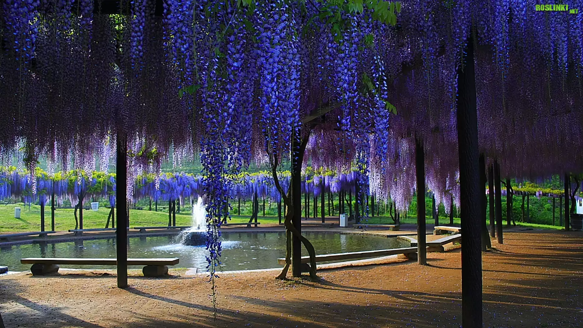 Park, Wisteria, Fontanna