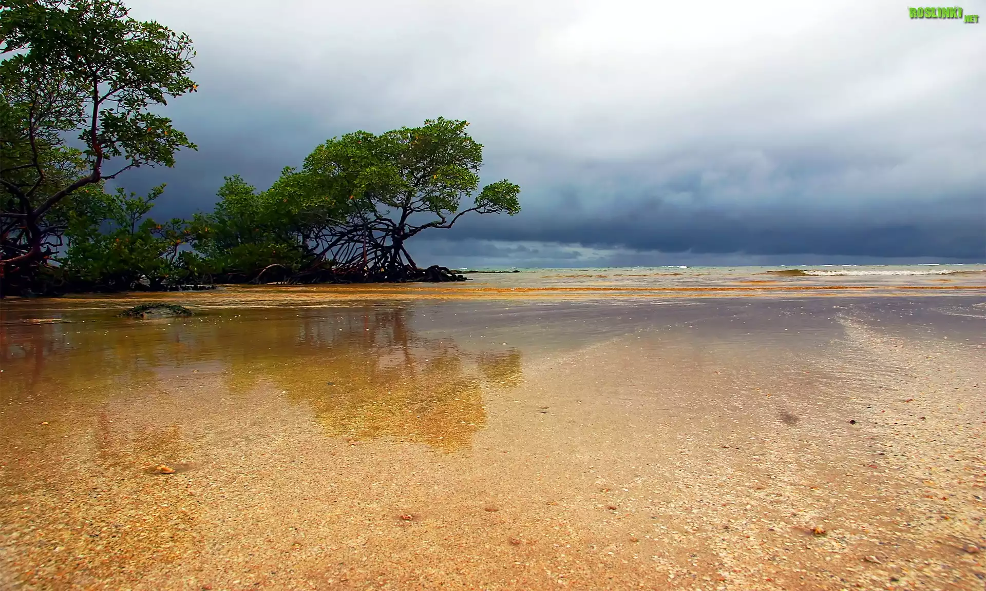 Drzewa, Woda, Plaża