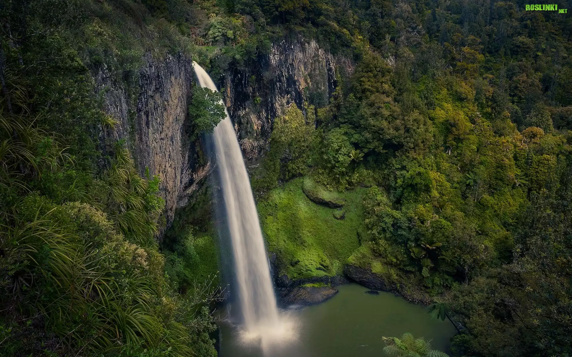 Nowa Zelandia, Region Waikato, Wodospad, Bridal Veil Falls, Rzeka, Pakoka River, Skały, Las, Drzewa