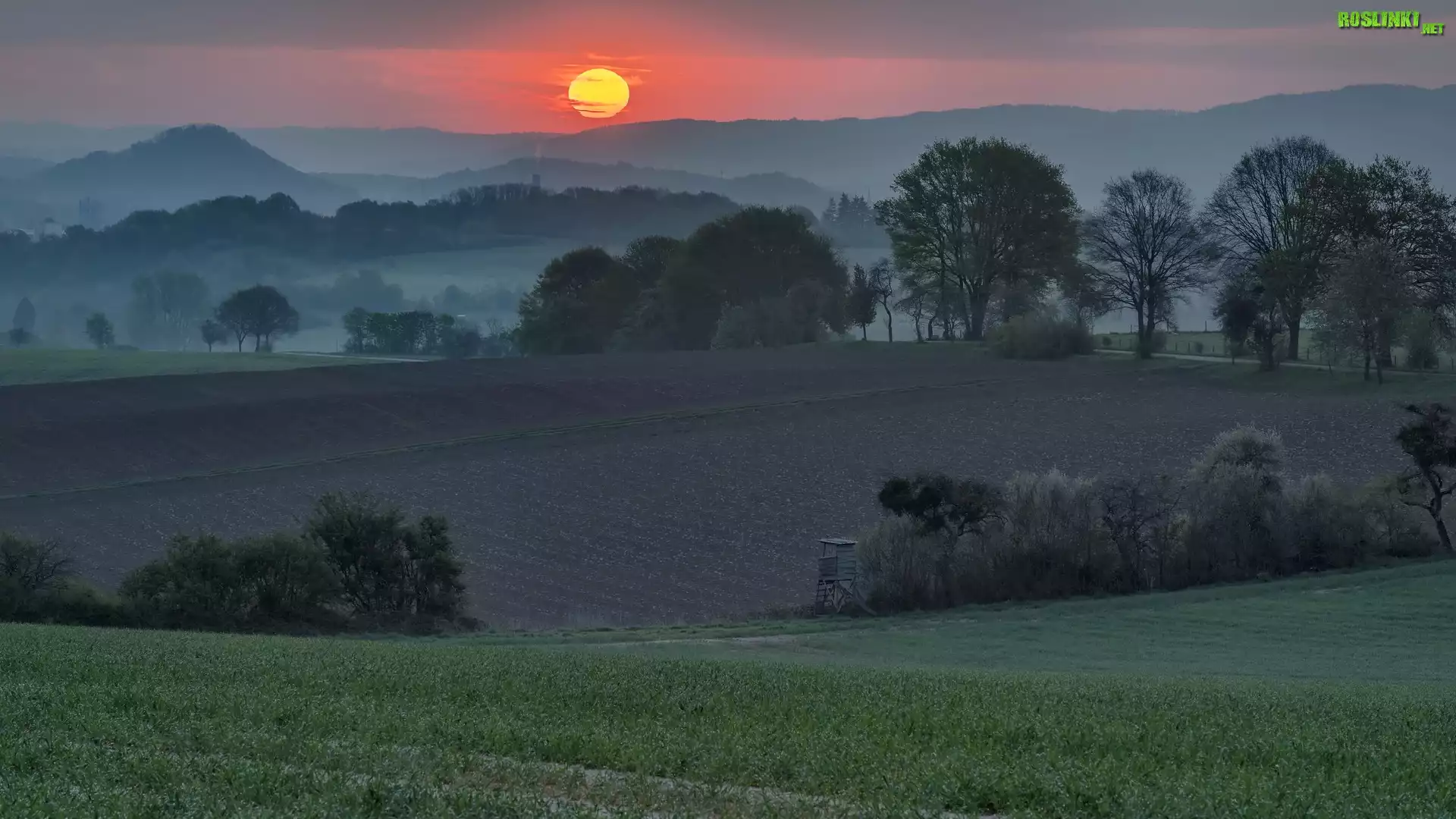 Wschód słońca, Pola, Drzewa, Mgła, Wzgórza
