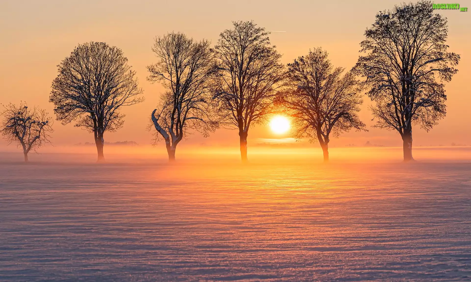 Zima, Drzewa, Mgła, Wschód słońca, Pole