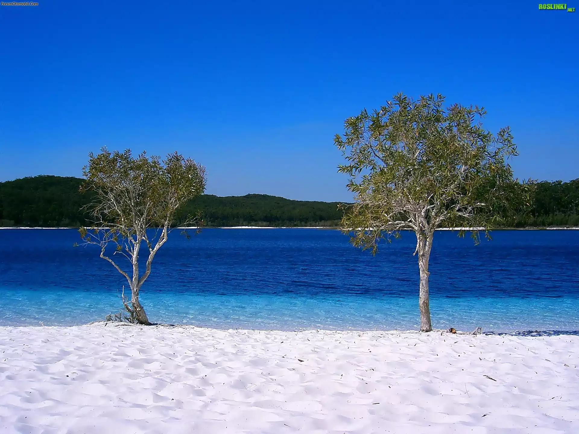 Wyspa, Frazer Island, Drzewa, Jezioro, Australia