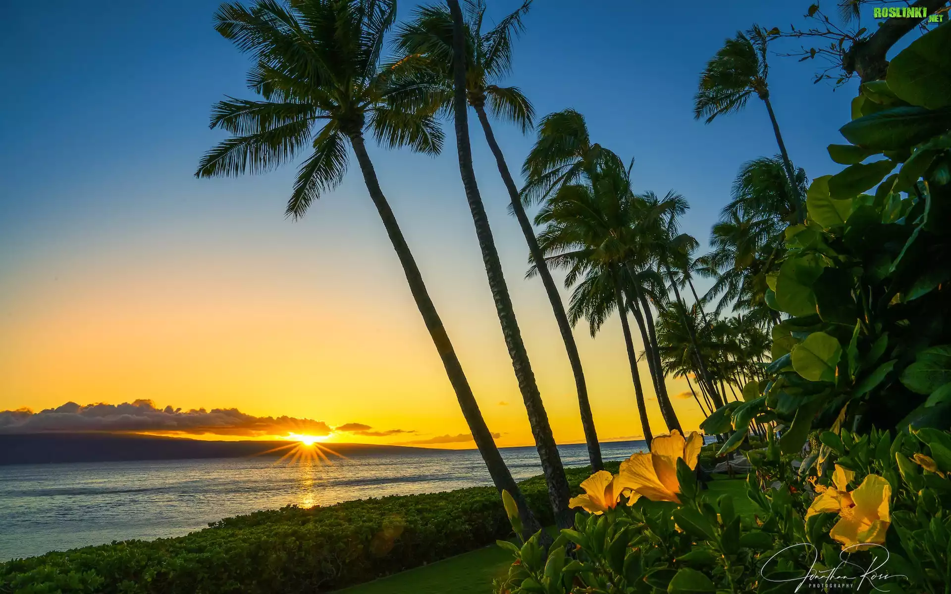 Stany Zjednoczone, Hawaje, Wyspa Maui, Morze, Plaża, Kaanapali Beach, Palmy, Kwiaty, Zachód słońca