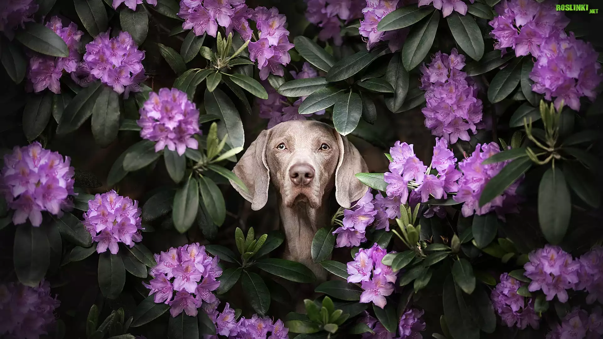 Pies, Wyżeł weimarski, Kwiaty, Różanecznik