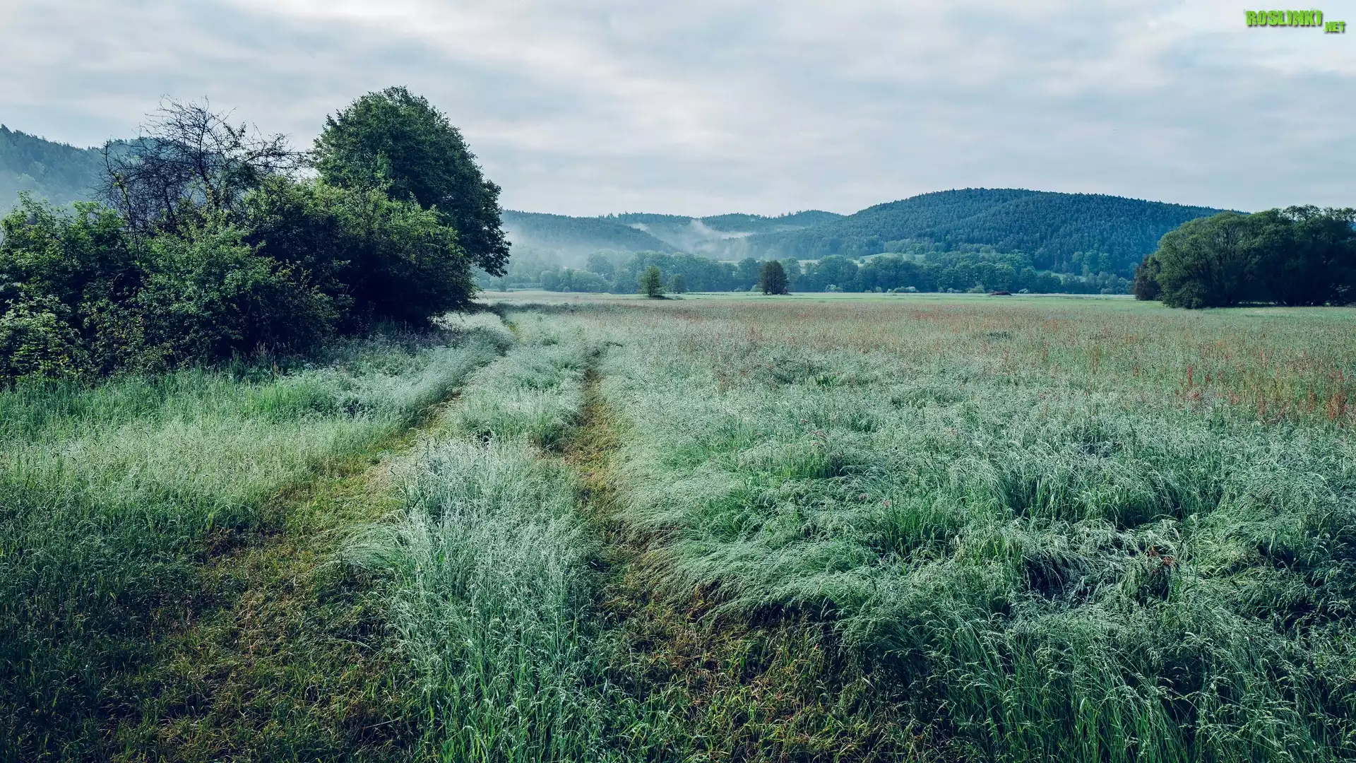 Łąka, Trawa, Drzewa, Wzgórza, Droga