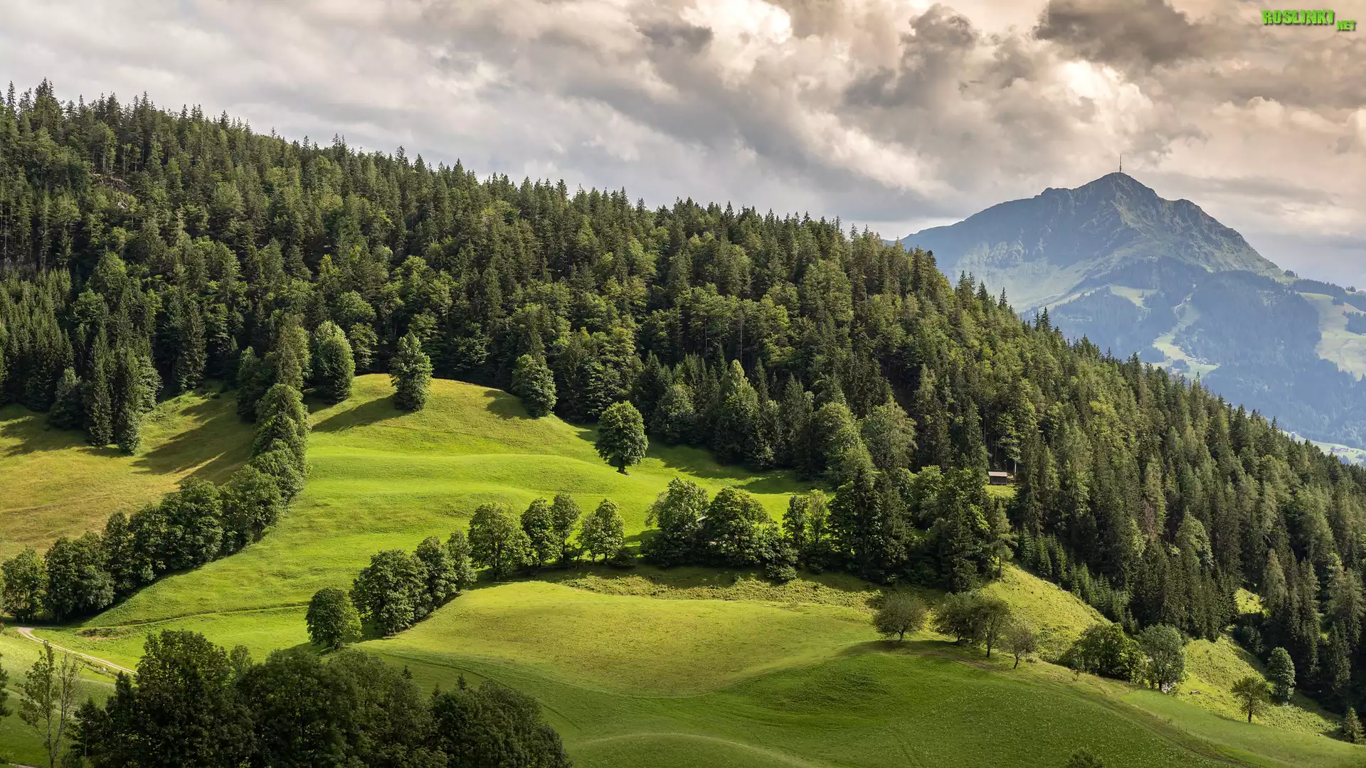 Łąki, Wzgórze, Drzewa, Lasy, Góry