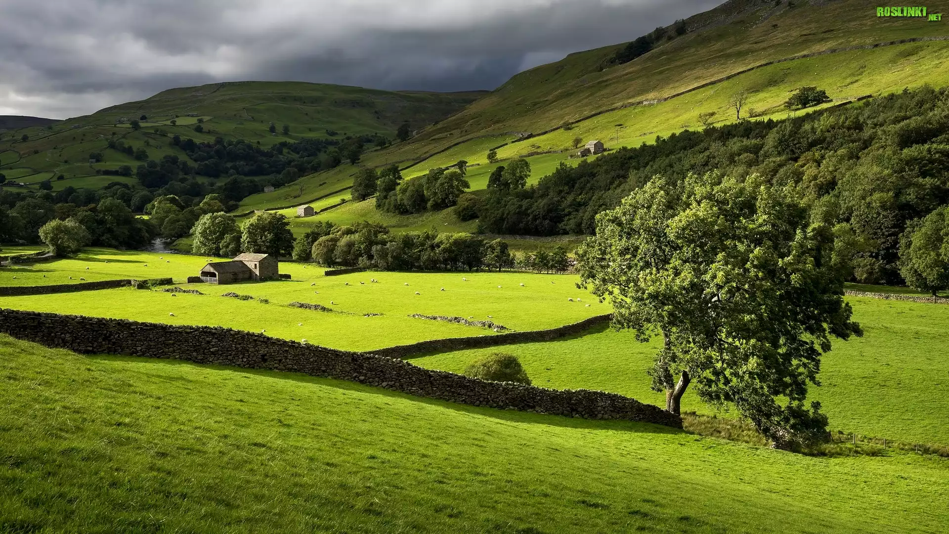 Dolina Swaledale, Park Narodowy Yorkshire Dales, Anglia, Góry, Łąka, Drzewa, Kamienne, Murki, Budynki, Owce