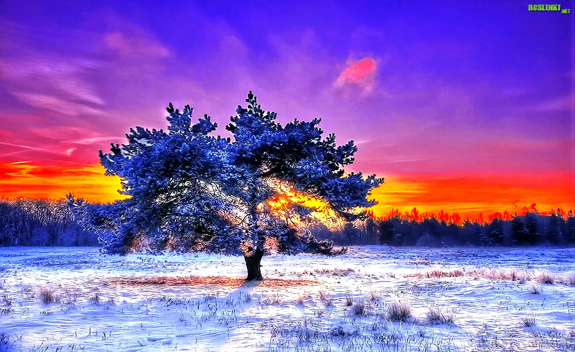 Zachód, Słońca, Drzewo, Śnieg