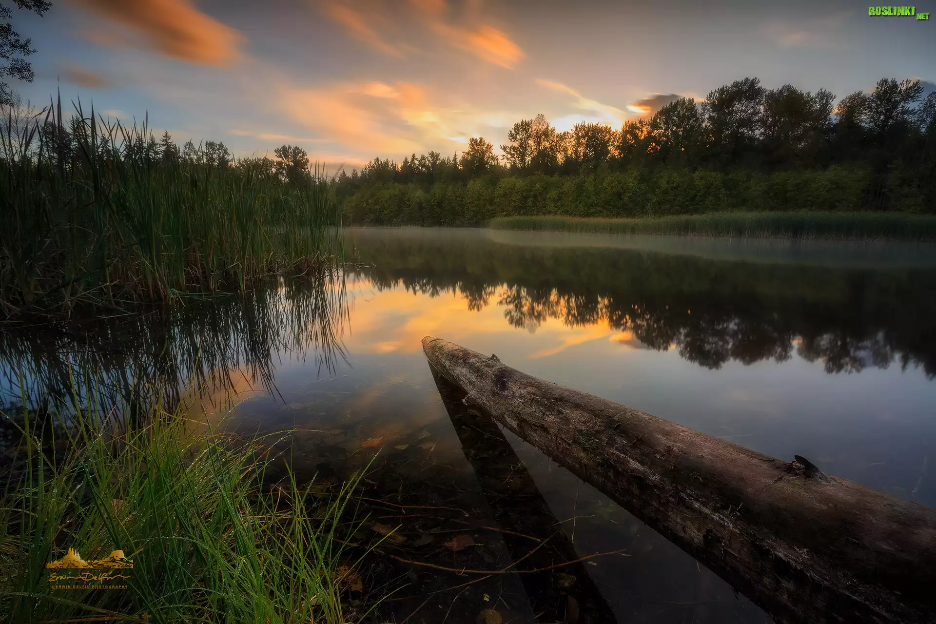 Jezioro Green Timbers, Drzewa, Trawa, Zachód słońca, Kłoda, Surrey, Kolumbia Brytyjska, Kanada