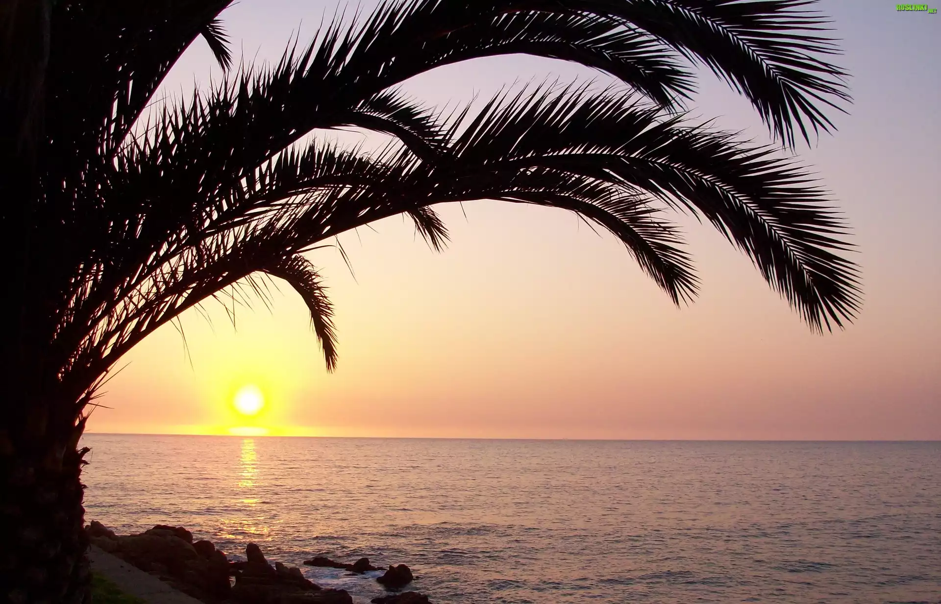 Zachod, Słońca, Ocean, Palma
