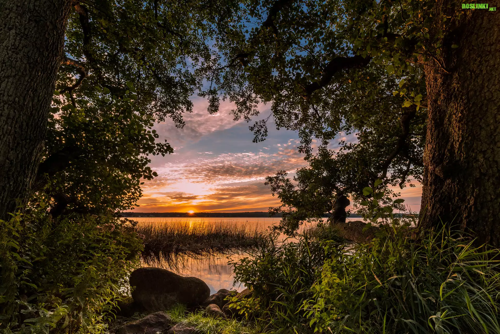 Zachód słońca, Jezioro, Drzewa, Roślinność, Kamienie