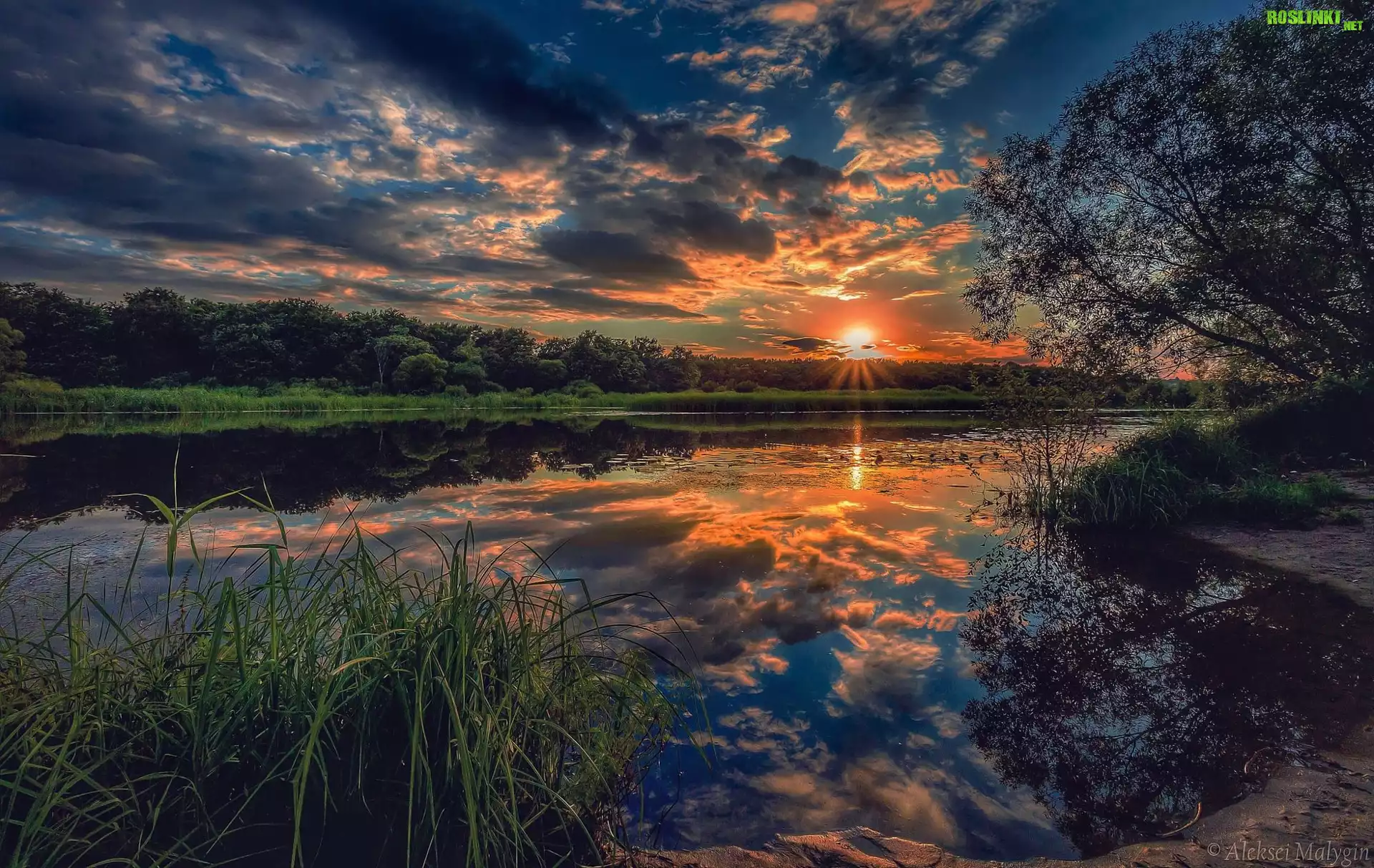 Zachód słońca, Jezioro, Szuwary, Drzewa