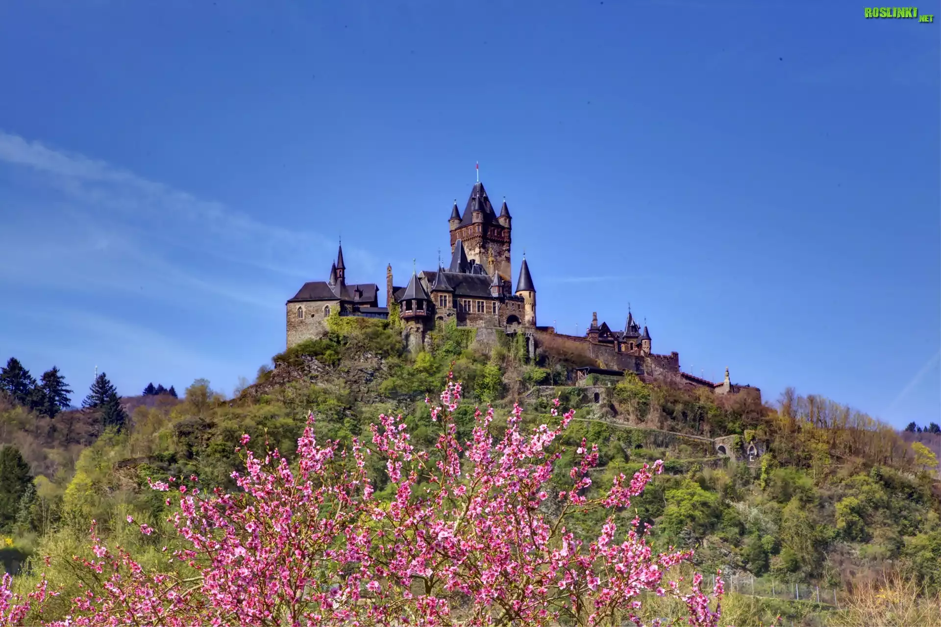 Zamek, Reichsburg, Wzgórze, Wiosna, Kwitnące, Drzewo