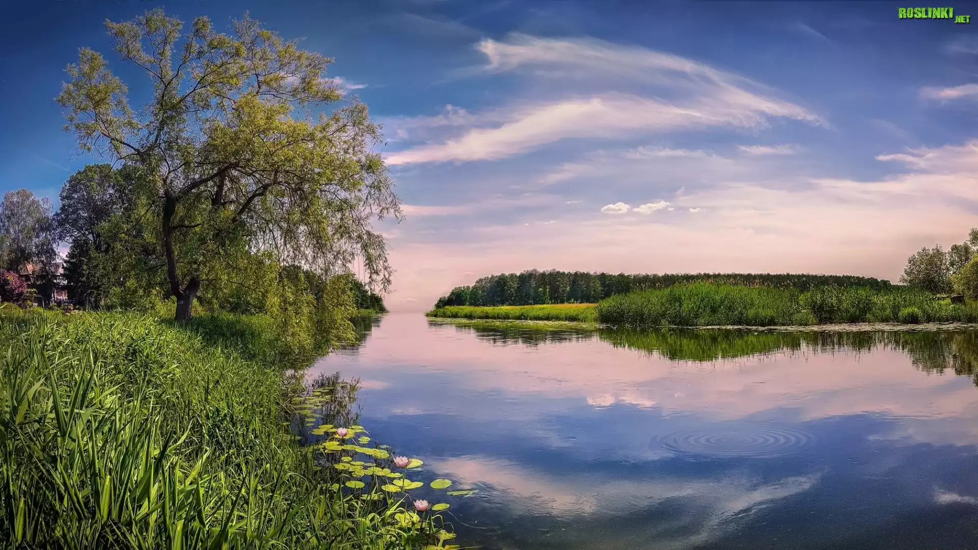 Jezioro, Zarośla, Drzewa